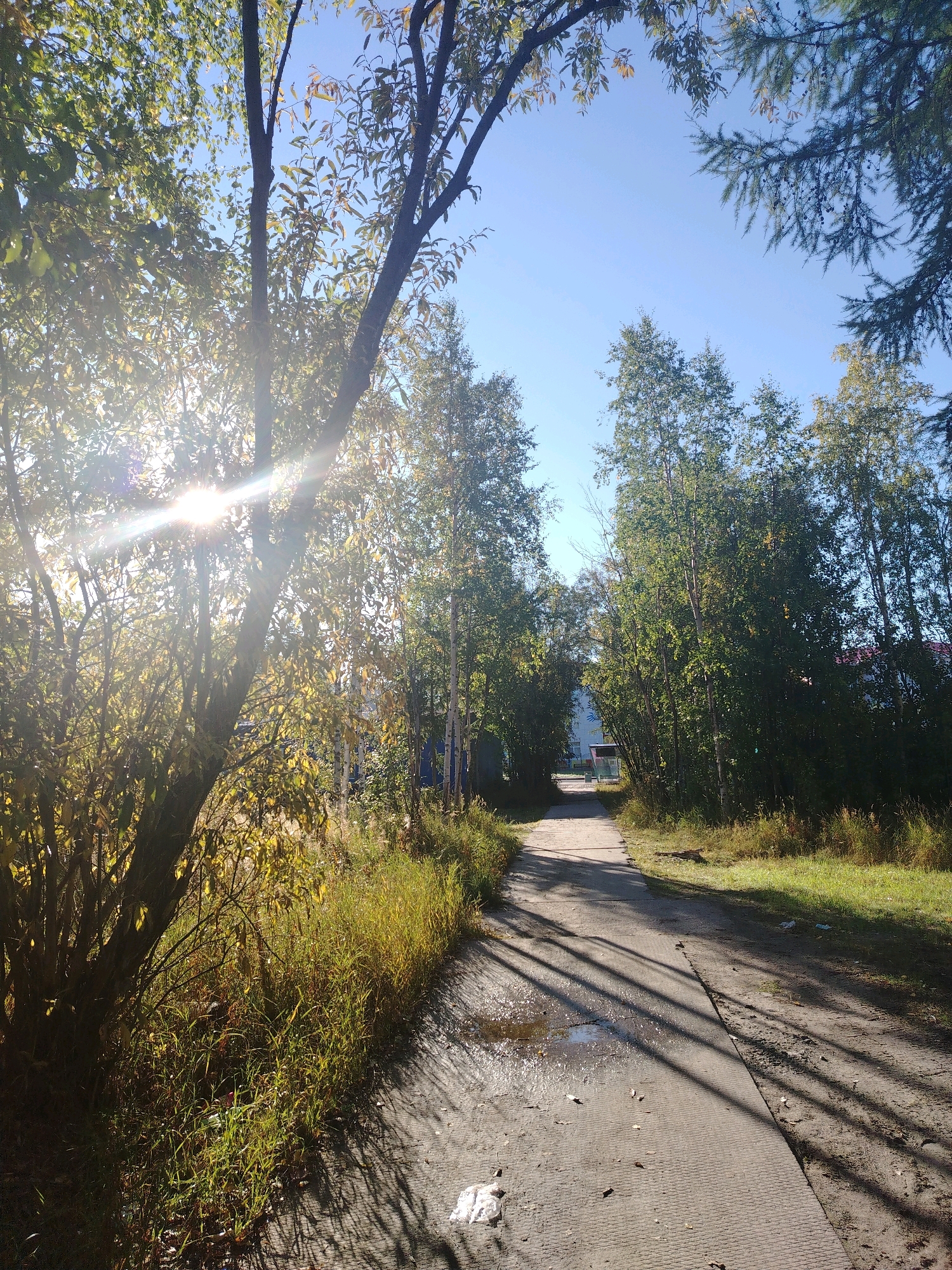 The image shows a sun-drenched pathway in Muravlenko, Russia, bordered by lush trees and vegetation. The sun's rays pierce through the leaves, casting dappled shadows on the concrete path, which is partially wet from a puddle. The path leads into the distance, with buildings visible behind the trees. The scene captures the beauty of nature in an urban setting, with a sense of tranquility and peace.