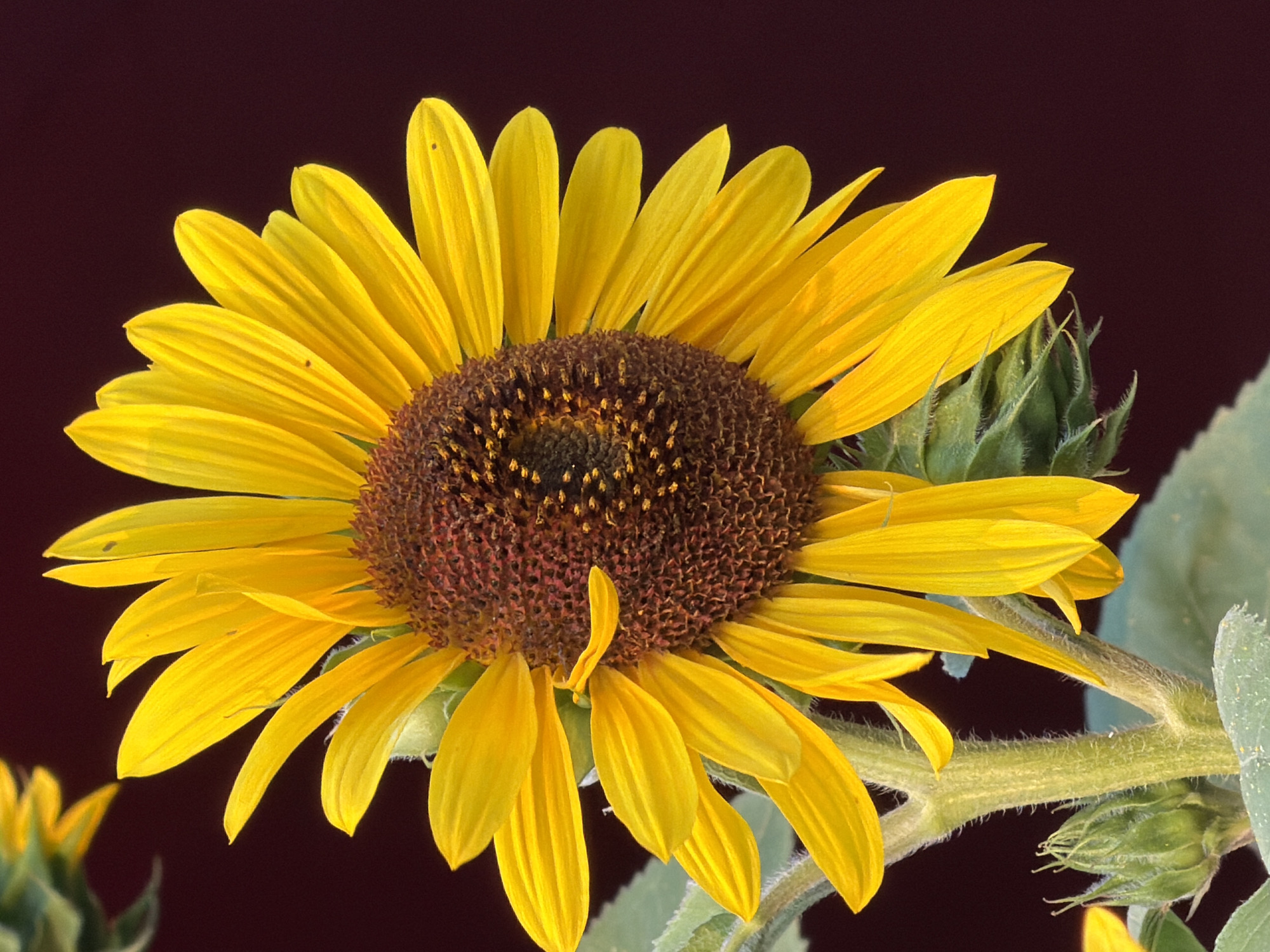 A close-up, medium-shot, eye-level photograph features a bright yellow sunflower against a dark, muted background. The sunflower's head is positioned on the right side of the frame, angled towards the left. Its numerous yellow petals are fanned out, with some overlapping and others appearing slightly bent or curved. The center of the sunflower is a deep brown, textured with what appear to be seeds or florets. The stem of the sunflower is thick and green, covered in fine, white hairs. Below the main sunflower head, a green, unopened bud is visible, also covered in fine hairs. Further down the stem, other green leaves are partially visible. In the upper left corner, another sunflower, or part of one, is blurred and out of focus, appearing as a splash of yellow. The background is a uniform, dark maroon color, providing strong contrast to the vibrant yellow of the sunflower. There is no indication of the city of Esch-sur-Alzette, Luxembourg, or any urban environment within the image.