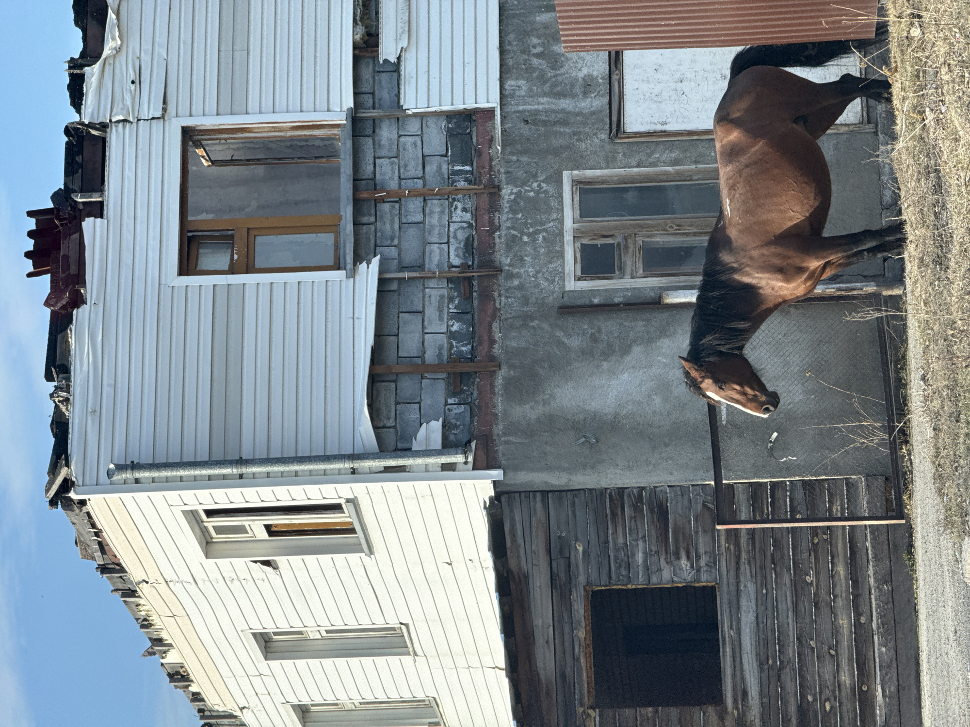 A brown horse stands prominently on the right side of the frame, its head lowered towards the ground, suggesting it might be grazing or resting. The horse has a rich brown coat and a dark mane and tail. It is positioned in front of a backdrop of multiple weathered buildings under a clear, bright blue sky, indicating daytime. The scene is set in what appears to be a rural or semi-urban environment, consistent with the provided location context of Vysotino, Russia.
The buildings exhibit various states of repair and construction. The structure on the left features white vertical vinyl siding, much of which is torn, bent, or missing, revealing grey cinder blocks underneath. Several windows with simple wooden frames are visible on this building, and its roof edge shows exposed, damaged timber. A metal gutter pipe runs horizontally along an upper section.
To the right, an adjacent building section has a rough, textured grey wall, possibly concrete or stucco, with more windows framed in aged wood. Above this section, a piece of reddish corrugated metal is visible. Below the grey wall, a darker, weathered wooden structure, possibly a shed or a lower floor, completes the composition of the buildings. The ground where the horse stands is rough and uneven, with patches of dry grass and dirt. There are no visible people or discernible text in the image.