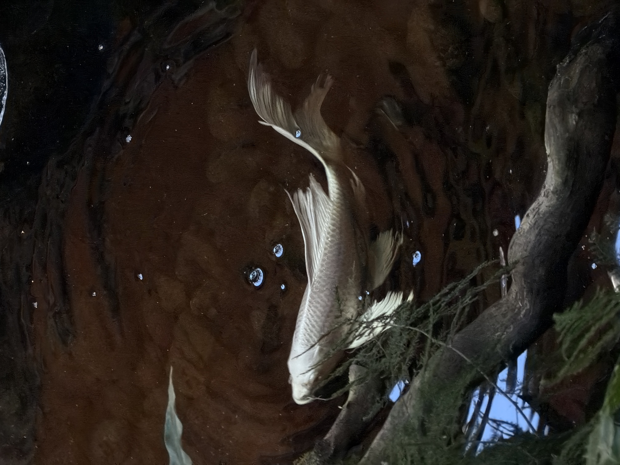 An overhead shot captures a light-colored fish, likely a koi or similar species, swimming near the surface of dark, reflective water in what appears to be a pond or natural water body. The fish, predominantly white or very pale, is oriented diagonally from the top left to the bottom right of the frame, showcasing its distinct fins and scale patterns. Scattered across the water's surface are several small, round air bubbles, some reflecting the blue sky.
From the bottom right corner, a thick, dark tree branch or root extends into the water, partially covered in what looks like moss or algae. Beyond the branch, glimpses of a bright blue sky are visible, reflecting in the water or seen through gaps in foliage, indicating an outdoor, daytime setting. The water itself is a deep, dark brown, creating a strong contrast with the pale fish and the bright blue sky reflections. The surface shows subtle ripples and distortions from light refraction and movement. The scene suggests a tranquil moment in a natural or landscaped water feature, possibly in North Kuta, Indonesia. There is no visible text.