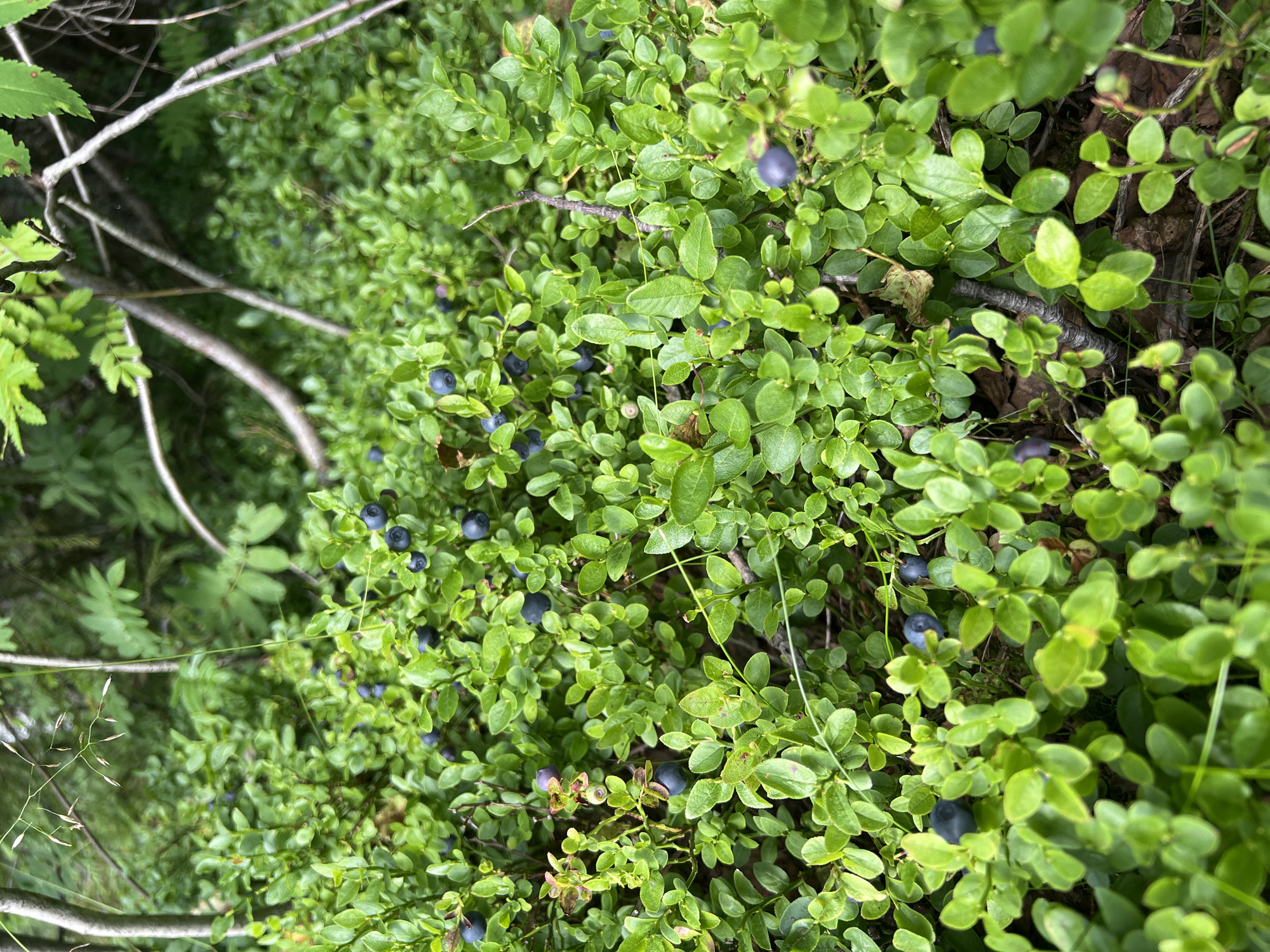 The image depicts a close-up view of blueberry bushes with ripe, dark blue berries nestled amongst vibrant green leaves. The bushes are growing on the forest floor, with hints of brown leaves and twigs visible beneath them. In the background, out-of-focus branches and foliage suggest a woodland environment. The scene appears to be in a natural, wild setting, likely a forest or a clearing in the woods, characteristic of the natural landscapes found in Gubakha, Russia, known for its dense forests and mountainous terrain. There are no people or animals visible in the image. The lighting is natural, indicating it was taken during daylight hours.
