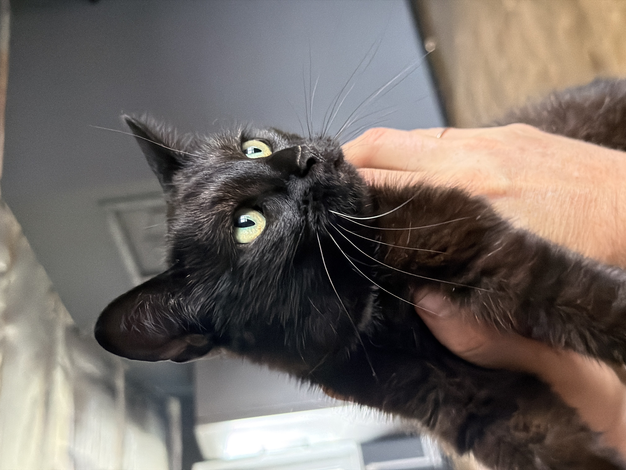 A black domestic cat with vibrant green eyes is depicted in a close-up, held by a light-skinned human hand. The cat's fur is dark, and prominent white whiskers extend from its muzzle. It is looking intently towards the right side of the frame with a slight upward tilt of its head. The background is out of focus; a bright, indistinct area suggesting a window or light source is visible on the left, while the majority of the background consists of a uniform dark grey surface, indicative of an interior wall. An ambiguous lighter area is present above the cat's head. The scene is situated in the city of Chaikovsky, Russia.