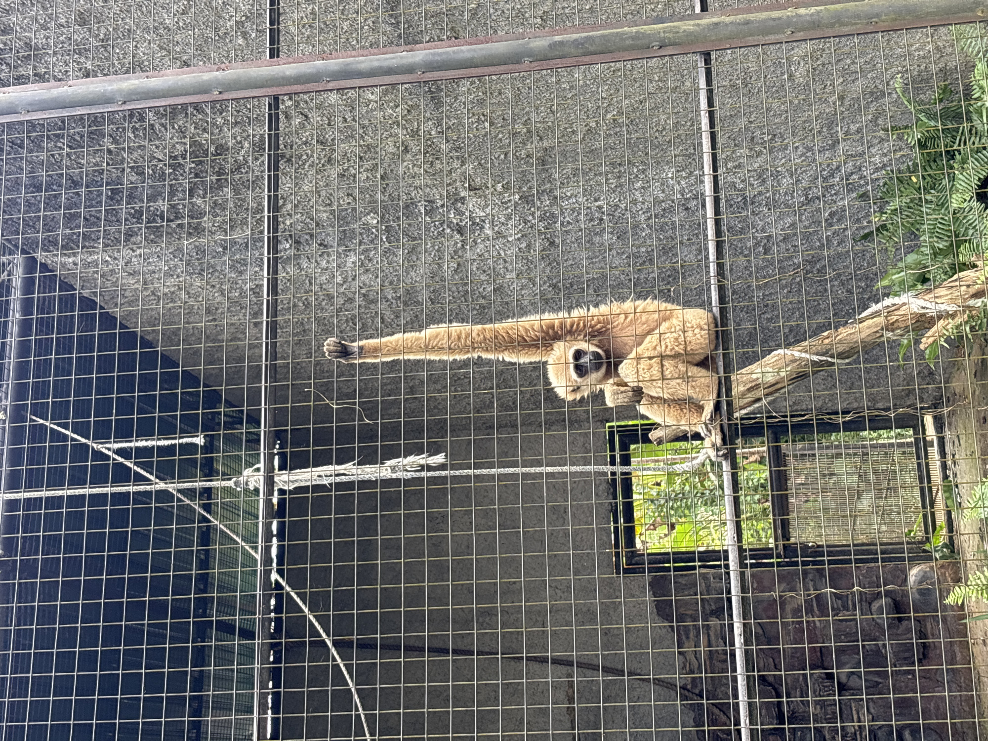 An orangutan is sitting on a branch in a cage, with its left arm raised in the air. The cage has a metal mesh fence. In the background, there is a concrete wall and some greenery. The image appears to have been taken at the Bali Safari and Marine Park in Baturiti, Indonesia.