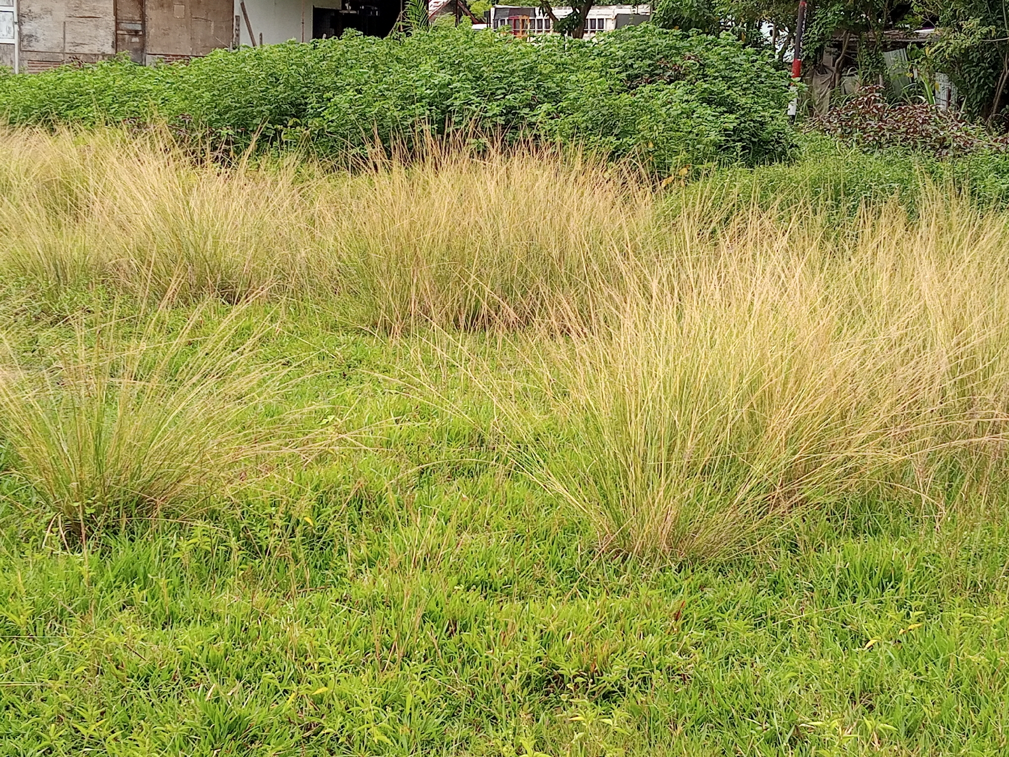 The image depicts an overgrown field in Palohigeuh, Indonesia. The foreground is filled with lush green grass interspersed with patches of golden-yellow, dry grass tufts. In the background, a thick, bushy green hedge extends across the scene. Behind the hedge, parts of a building or structure are visible, appearing to be made of concrete or similar material. Other trees and foliage are scattered, suggesting a natural environment encroaching on a developed or inhabited space. There are no people or animals visible in the frame. The focus is on the state of the vegetation and the general impression of a somewhat unkempt outdoor area.