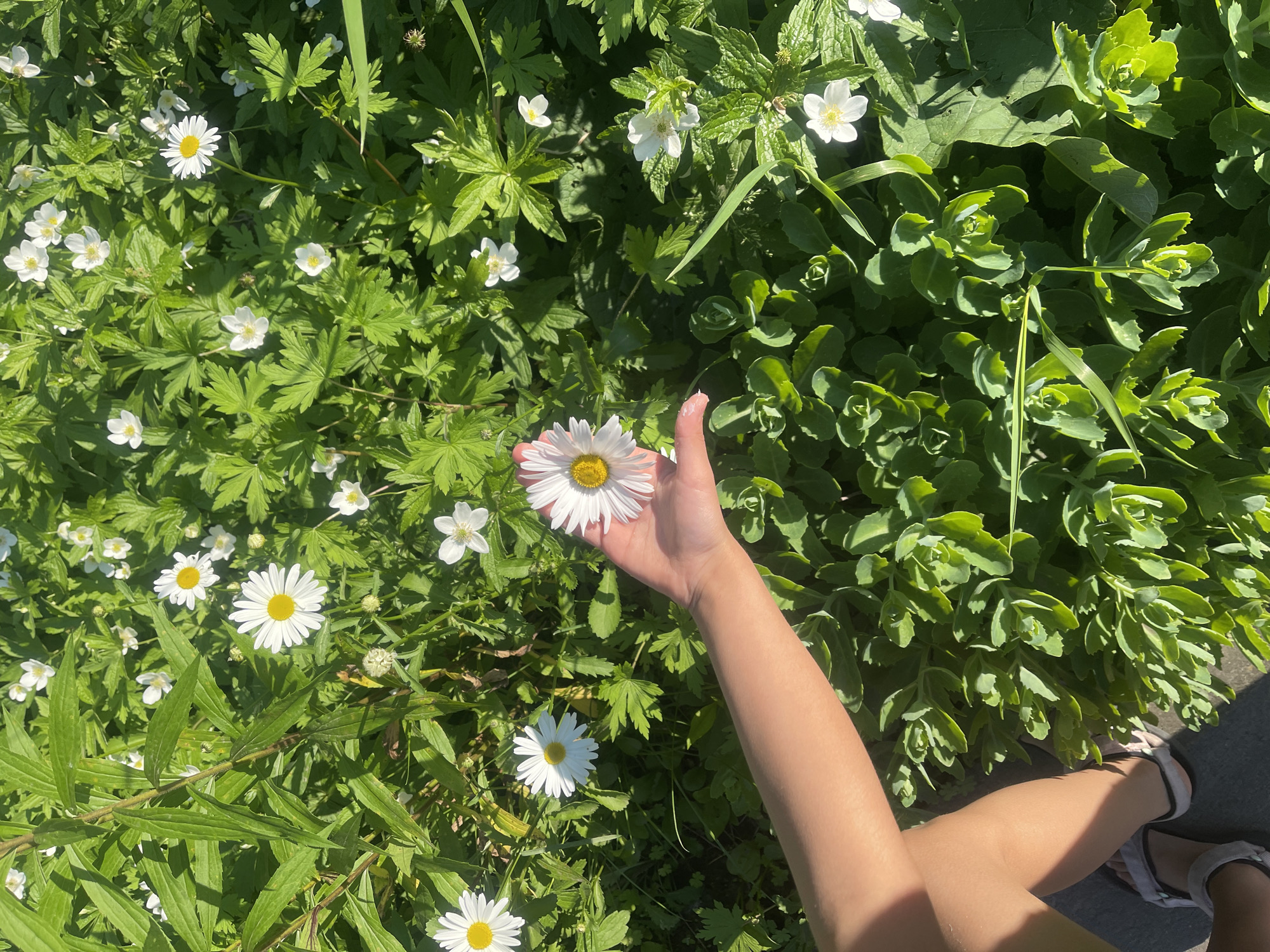 A high-angle, full shot shows a person's hand holding a daisy flower while standing in a field of flowers. The person's arm and legs are visible on the right side of the frame. The hand is positioned in the center of the frame, holding the daisy by its stem. The daisy is white with a yellow center. Numerous other white flowers with yellow centers, as well as green leaves, fill the foreground and background. The scene is bathed in bright sunlight, casting shadows on the ground and some of the foliage. The overall impression is one of a warm, sunny day in a natural setting, likely a garden or meadow. The focus is on the flower and the act of holding it, creating a sense of appreciation for nature. The image is well-lit, with vibrant colors and sharp details.