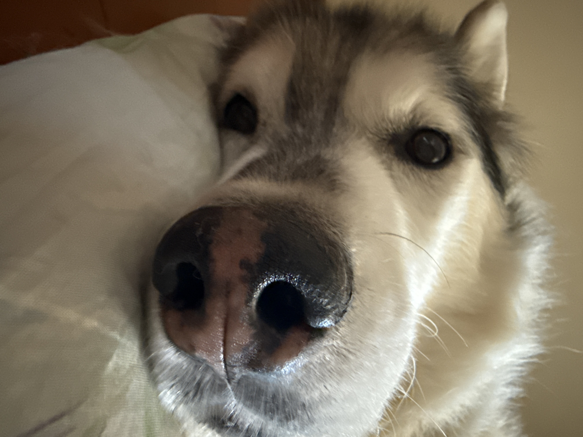 A close-up, low-angle, vertical, indoor shot shows the face of a dog, likely a husky, lying down. The dog's head is tilted, and its nose is prominently featured in the foreground. The dog has dark eyes, grey and white fur, and a black nose with pinkish undertones. The background is out of focus and appears to be a warm, neutral color, possibly a wall or blanket. The dog is resting on a light-colored surface, possibly a pillow or bed, with a subtle green patterned fabric.