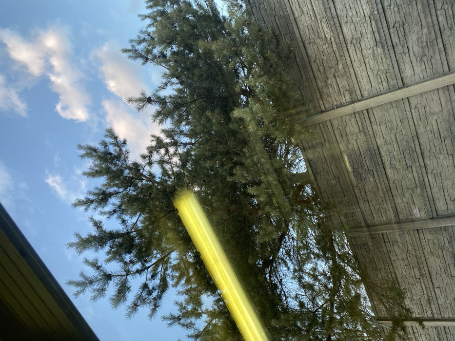 The image depicts an outdoor scene in the city of Марфино, Russia, captured from an upward-angled perspective, likely through a vehicle window. The upper two-thirds of the frame feature a clear light blue sky with scattered white cumulus clouds. Occupying the mid-ground are the dense, dark green needles and numerous cones of a mature coniferous tree, consistent with a pine. The lower third of the image shows a tall, gray concrete fence with a textured, stacked stone-like pattern, supported by vertical concrete posts. The tree foliage extends above and partially behind the fence. A prominent, blurred, bright yellow light streak, indicative of glare or reflection on glass, diagonally traverses the image from the upper-left to the mid-right, obscuring parts of the tree. A dark, angled structure, potentially a vehicle interior element, is visible in the extreme upper-left corner. No individuals are present, and no actions or interactions are discernible. The scene is illuminated by natural daylight.