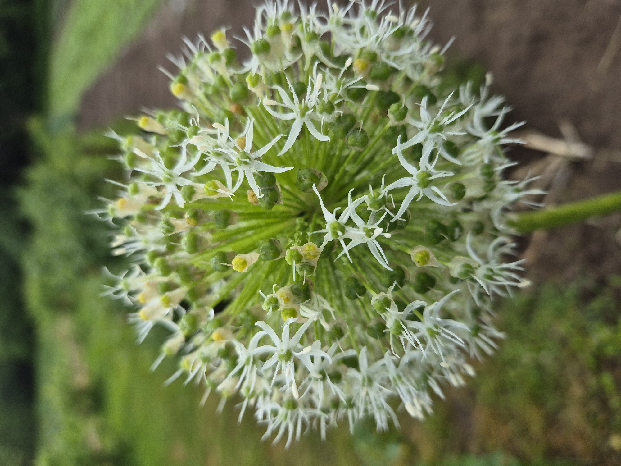 A close-up, vertical, outdoor shot focuses on the spherical bloom of an ornamental onion plant, likely in a garden in Gardamas, Lithuania. The flower head is a dense cluster of small, white, star-shaped florets with delicate, thin petals. Many of these florets are interspersed with small, green, unopened buds. Some yellow anthers are visible within the open flowers. The bloom is centered in the frame, with the background softly blurred. To the right of the flower, a pathway or tilled row of earth is visible, bordered by greenery. The distant background consists of more blurred green foliage and trees, suggesting a natural or cultivated outdoor setting. The overall lighting appears natural, with no artificial light sources evident.