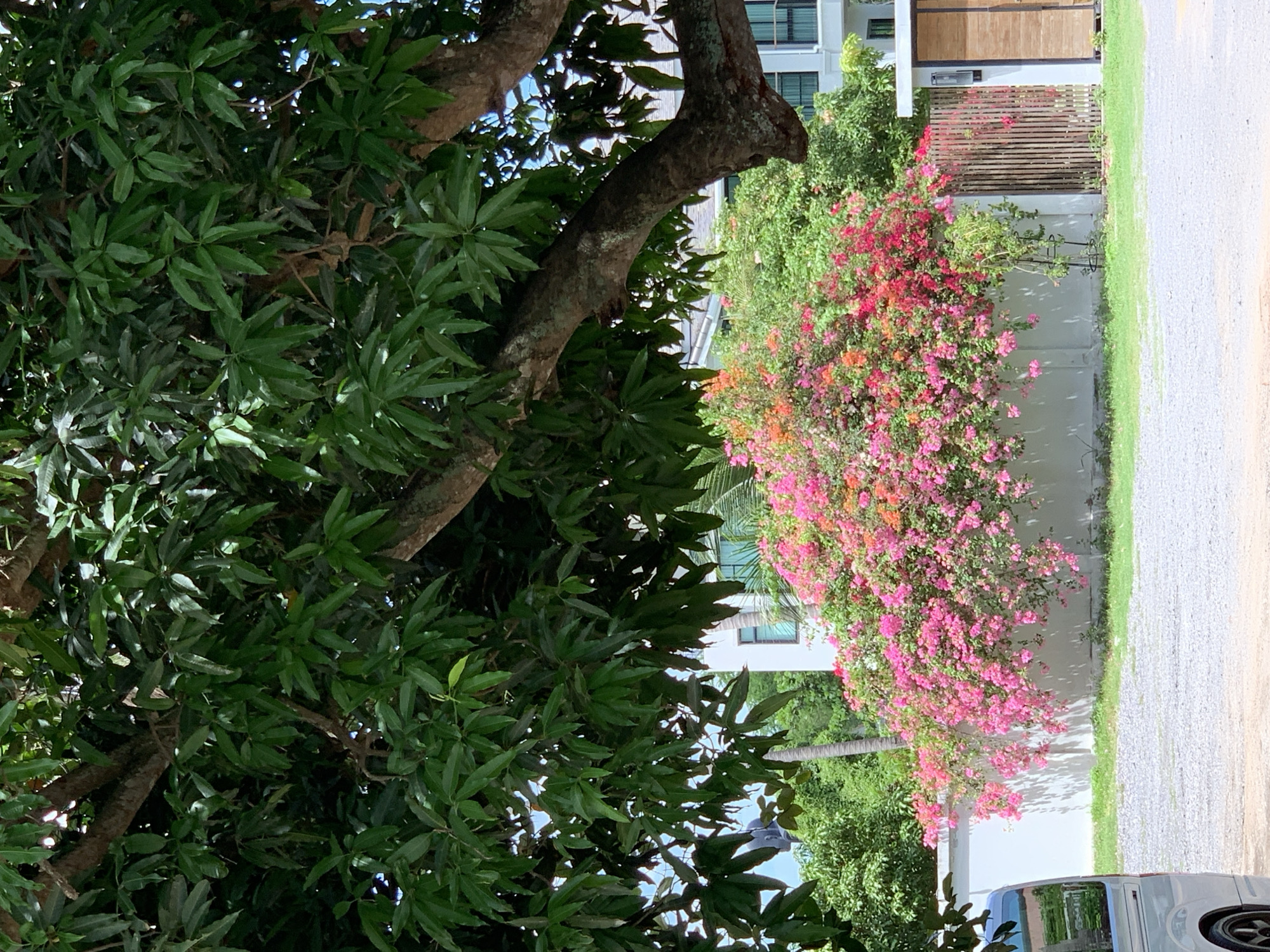 This image depicts an outdoor scene in Baan Bo Phut, Thailand, under natural daylight. A large tree with a dense canopy of dark green, elongated leaves and thick, gnarled branches dominates the upper portion of the frame. Patches of blue sky are visible through the foliage. Below the tree, a massive bush of multi-colored flowers, predominantly fuchsia, pink, orange, and red, cascades over a white concrete wall that traverses the mid-ground. To the right of the flowering bush, a slatted wooden gate is visible next to a modern, multi-story white building featuring dark-framed windows. Further left, behind the wall and flowers, additional green tropical foliage and a slender palm tree trunk are present. The bottom left corner of the image shows the silver-grey side and a dark wheel of a vehicle, parked on a ground composed of light-colored gravel interspersed with patches of green grass. No individuals are present in the scene.