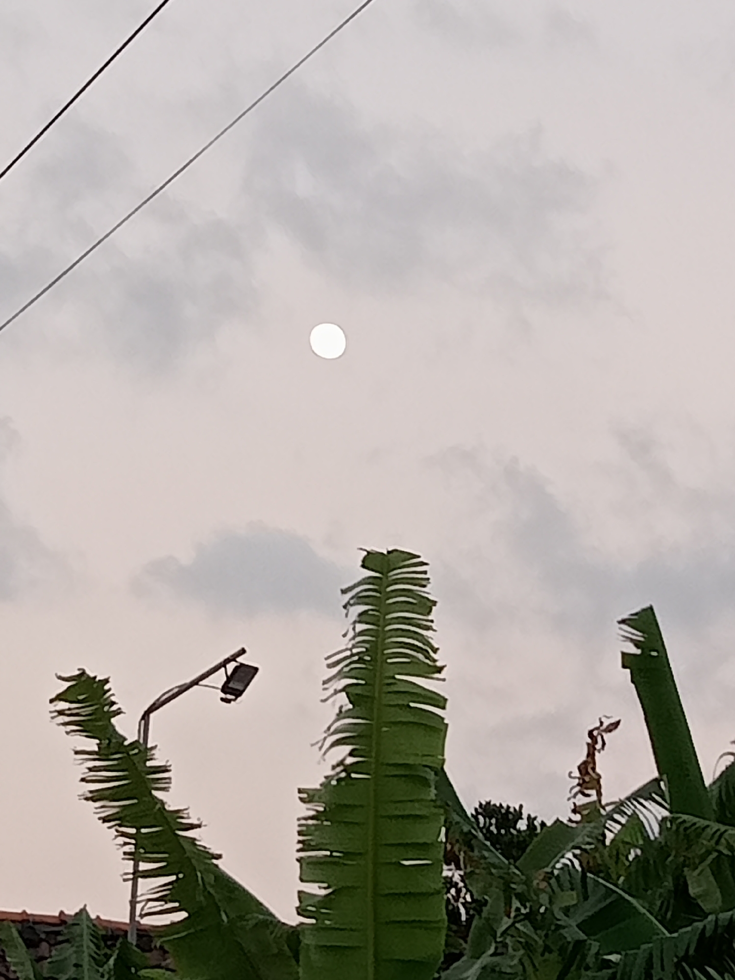 The image is a medium-shot of a sky with clouds, a bright white sun, and some vegetation in the foreground. Two power lines stretch across the upper portion of the frame from left to right. Below the sky, several large, green banana leaves dominate the lower part of the image. On the left, a street lamp with a dark rectangular fixture is visible, leaning slightly to the right and partially obscured by the banana leaves. A tiled roof is visible at the very bottom left of the image. The sky is overcast with light gray clouds. The sun appears as a bright, white circle in the upper center of the frame. The scene appears to be outdoors, possibly in a residential or semi-rural area of Kedungturi, Indonesia, given the presence of banana trees and a street lamp.