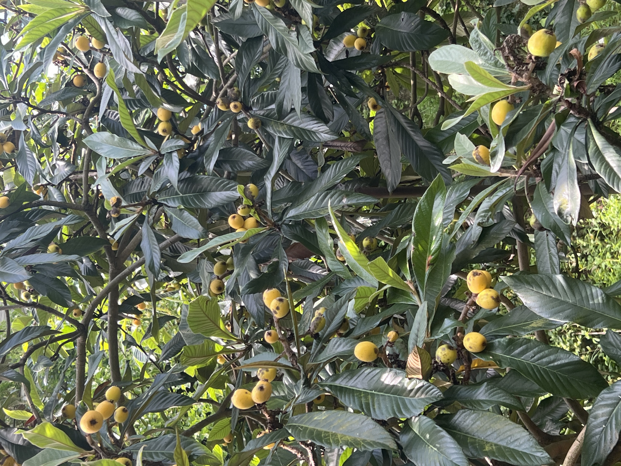 The image displays a dense canopy of a loquat tree (Eriobotrya japonica), heavily laden with numerous yellow, ripe fruits. The tree's foliage consists of large, elongated, dark green leaves with visible venation, appearing somewhat leathery. Clusters of the round to oval-shaped loquat fruits are scattered throughout the branches, some exhibiting minor brown spots or blemishes. Woody, brown branches are visible, intertwining among the leaves and fruits. The background consists of further indistinct green foliage, indicating an outdoor, lush, natural or cultivated environment. No human subjects, animals, or artificial structures are present within the frame. The precise location, including the city of Unknown, Unknown, cannot be determined from the visual information provided.