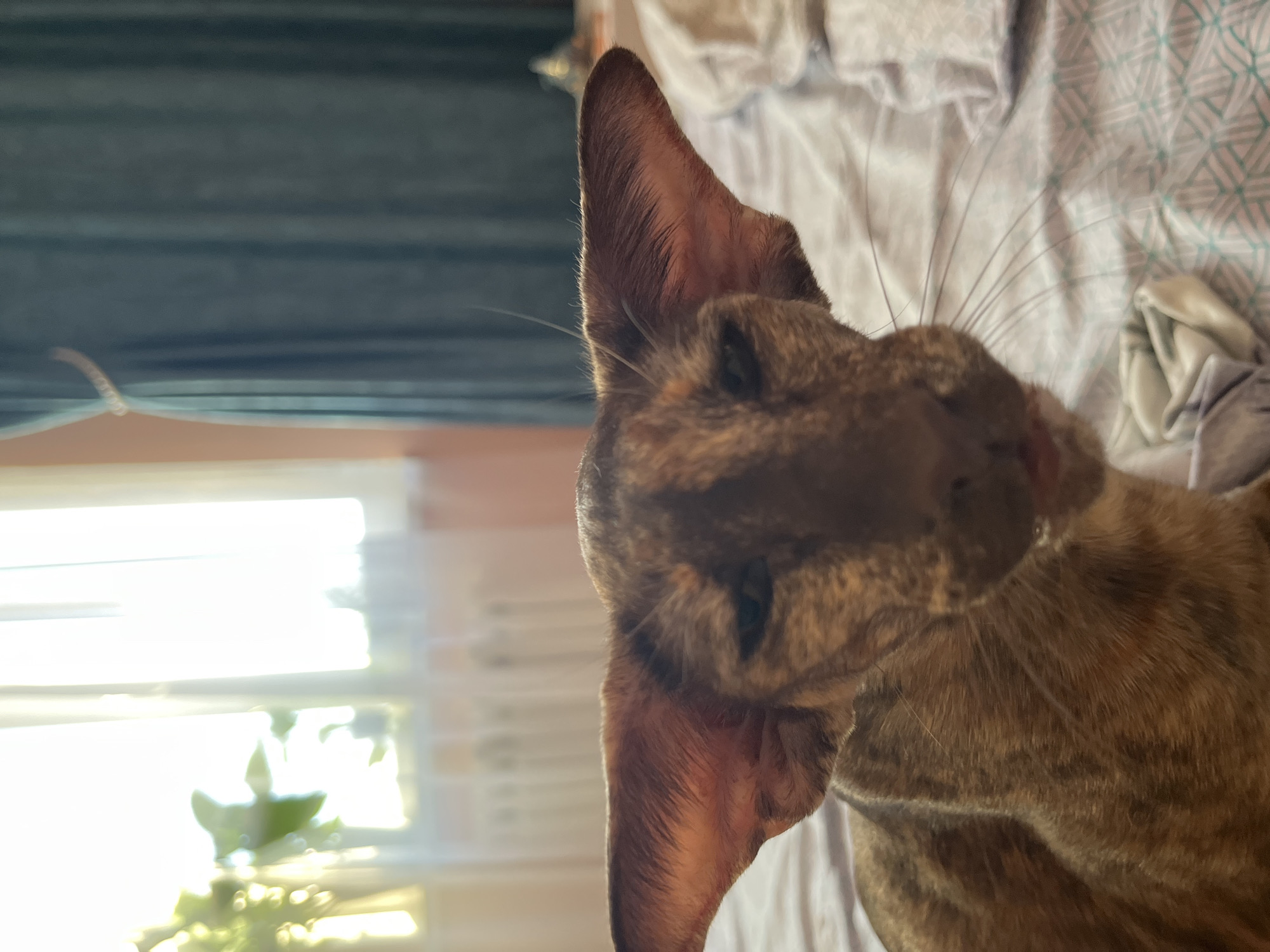 The image shows a close-up of a brindle-colored cat with large ears, lying on a bed with patterned bedding. A window with bright light is visible in the background, along with a glimpse of a plant on the window sill. The cat is looking towards the camera. No information about the location being Chaikovsky, Russia is evident in the image.