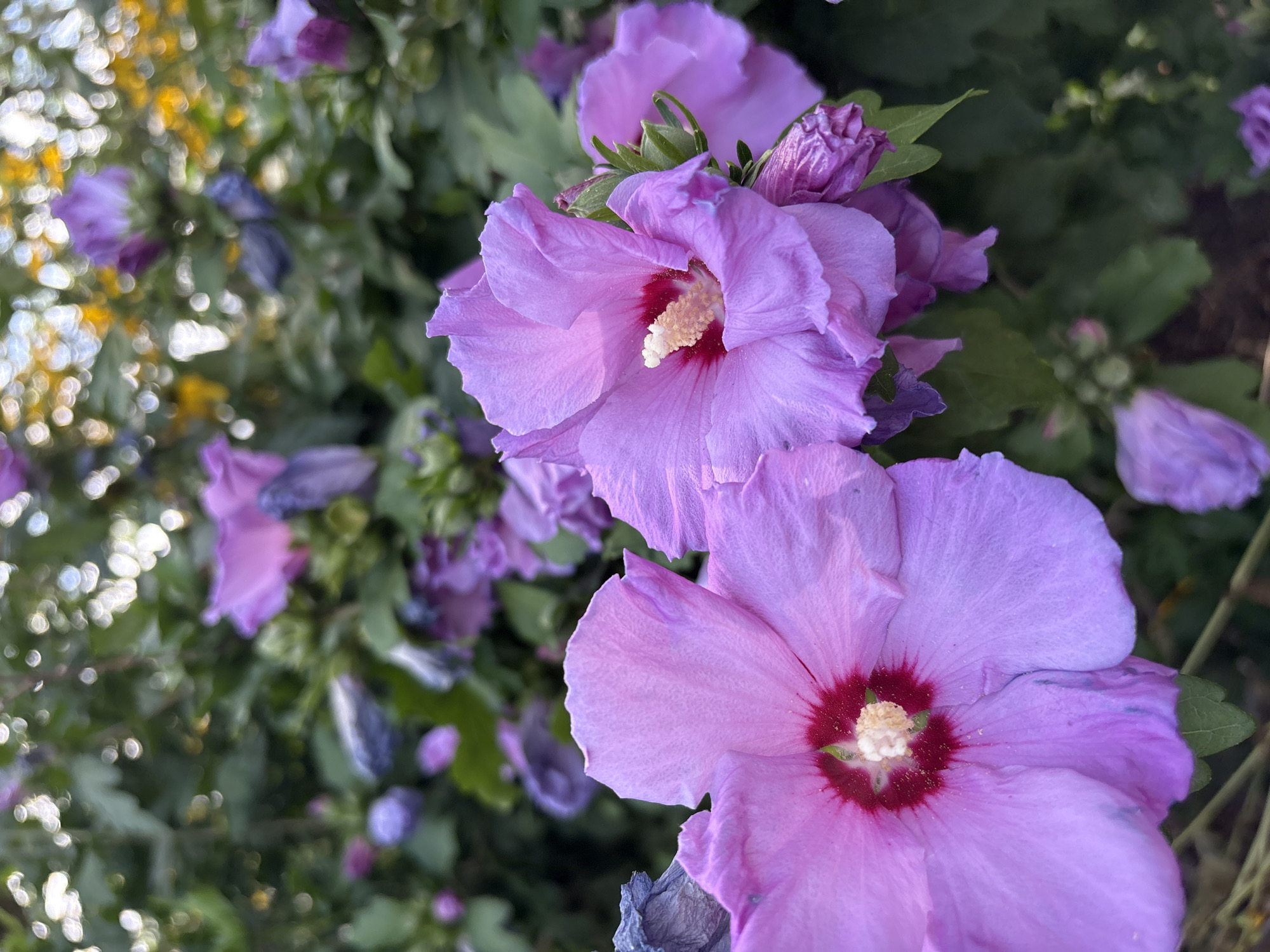 In the city of Chelmsford, United Kingdom, a close-up, low-angle shot captures a cluster of vibrant purple hibiscus flowers in full bloom. The foreground is dominated by two prominent hibiscus blooms, their delicate petals unfurling to reveal bright red centers surrounding a pale yellow stamen. The texture of the petals is visible, showing slight wrinkles and a soft, velvety appearance. To the right of these, a partially closed bud of a hibiscus flower and some wilting petals are also present. The background is a blur of green foliage, with hints of other purple flowers and yellow accents, suggesting a garden or natural setting. The lighting is diffused, creating soft highlights and shadows that emphasize the flowers' contours. The focus is sharp on the foreground flowers, while the background elements are out of focus, creating a bokeh effect.