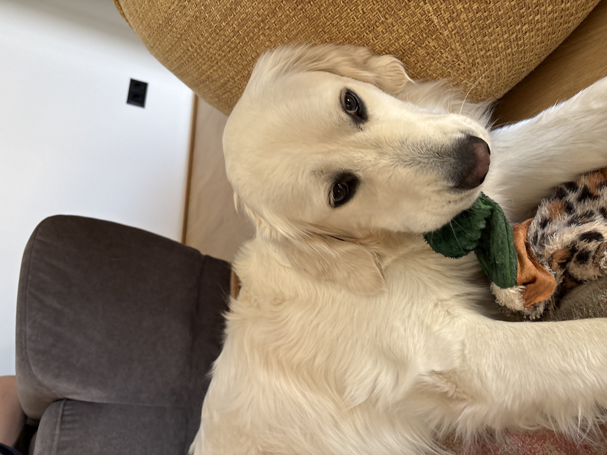 A light-colored Golden Retriever dog is prominently featured, lying down and looking directly at the camera. The dog has bright, dark eyes and light, fluffy fur, and appears to be resting on a textured, tan or light brown couch or large cushion. A green toy is partially held in its mouth, and another patterned toy (possibly leopard print) is visible beside it.
In the background, to the left, a dark grey or brown armchair or couch is partially visible. Behind the dog and furniture, there is a plain white wall. A small, black rectangular object, possibly an electrical outlet or vent, is affixed to the white wall. The lighting suggests it is daytime. The dog's expression appears attentive and calm. The scene is an indoor setting, likely a living room, in Lozen, Bulgaria. No visible text is present in the image.