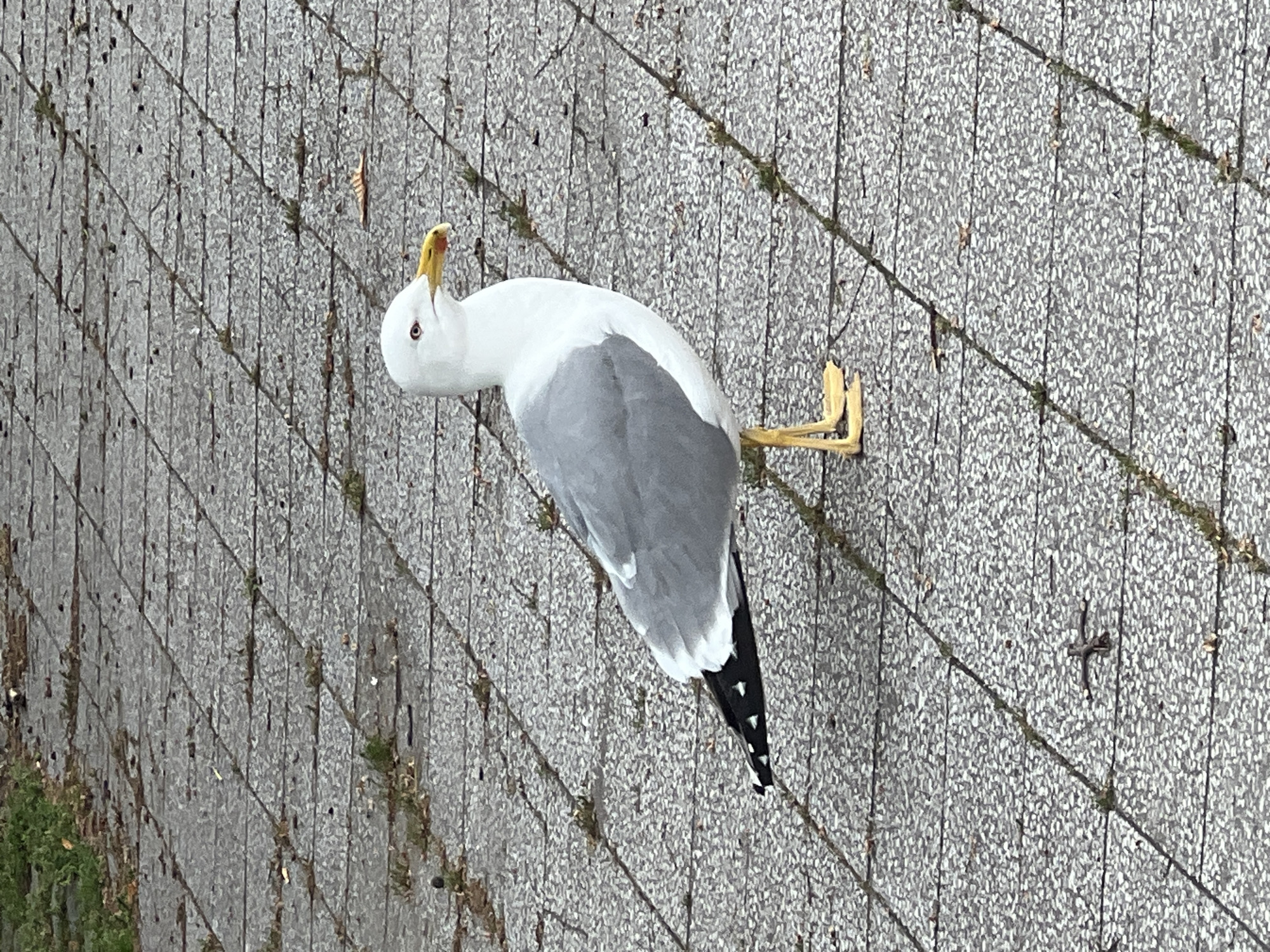 The image displays a single seagull positioned on a paved outdoor surface in Varna, Bulgaria. The ground is composed of light grey, rectangular paving stones or tiles arranged in a diagonal pattern, with visible moss and dirt in the gaps.
The seagull, primarily white with grey upper wings and a distinctive black and white patterned tail, is captured from a slightly elevated perspective. Its head is tilted sharply upwards and slightly to the right, with its yellow beak partially open, suggesting it might be calling out or observing something above. A dark eye is clearly visible. One yellow, webbed foot is visible, firmly planted on the pavement, while the other is obscured. The tail feathers feature prominent black markings with white spots.
The lighting in the scene is diffused and even, indicating an overcast day or perhaps early morning/late afternoon conditions, as there are no strong shadows. The setting appears to be a public outdoor area, typical of a coastal city. There are no human subjects, other prominent objects, or visible text in the image.