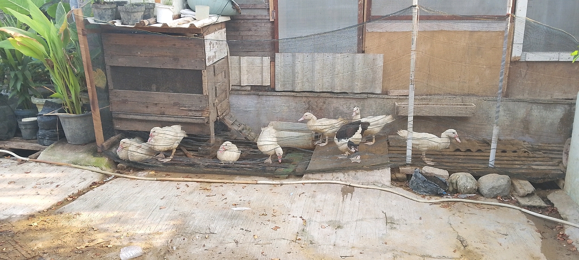 In Satriamekar, Indonesia, a group of ducks are gathered in a fenced-off area in front of a rustic, wooden structure. The structure appears to be a shelter or enclosure, with various wooden planks and mesh fencing used in its construction. The ground in front of the structure is a concrete or paved surface, littered with dry leaves and small debris. A white hose snakes across the ground, originating from the left side of the frame and curving towards the right.
Several white ducks are visible, some with their heads down as if foraging. One duck in the center appears to be a juvenile, with a rounder, fluffier appearance. Among the white ducks, there is one duck with black and white plumage, also engaged in foraging. The ducks are contained by a black mesh net stretched across the foreground.
Behind the ducks, the wooden structure shows signs of age and weathering. Some sections are covered with mesh, possibly to prevent predators from entering or the birds from escaping. In the background, beyond the enclosure, there are potted plants, some of which appear to be leafy green plants. The overall scene suggests an outdoor, rural or semi-rural setting where ducks are being kept.