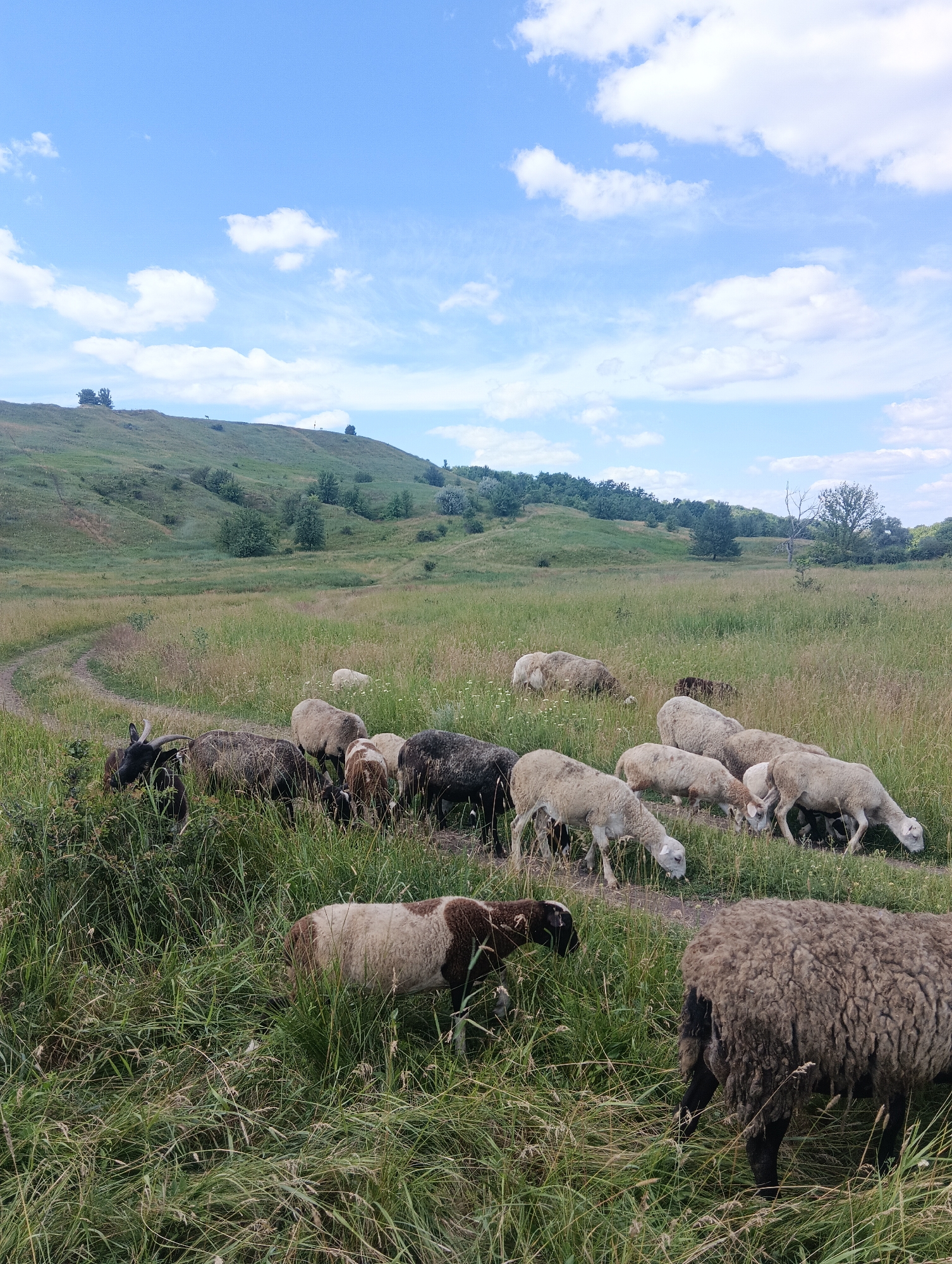 A flock of sheep and a goat graze in a grassy field under a partly cloudy blue sky. The field is rolling, with a dirt path winding through it. In the background, a gentle hill is covered in green grass and scattered trees. The sun is shining, and the weather appears to be warm and pleasant, suggesting a daytime scene. The sheep are of various colors, including white, brown, and black, and some have distinctive patches. The goat is dark brown with horns. The overall atmosphere is peaceful and pastoral, evoking a sense of rural tranquility. There is no visible text in the image.