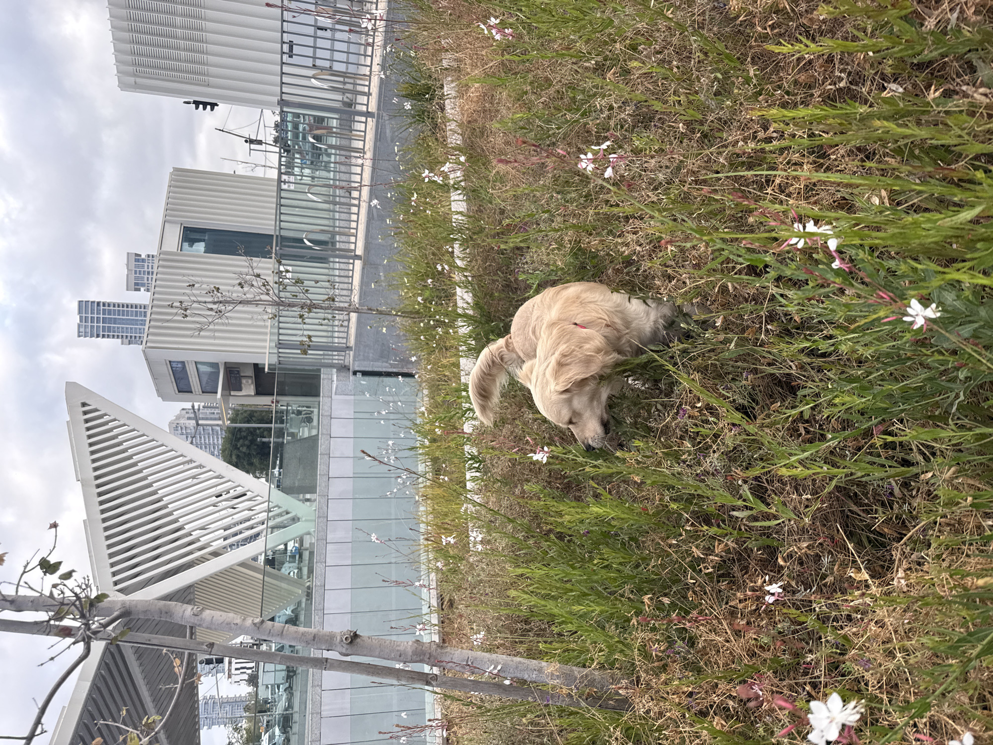 A golden retriever is foraging in a field of tall grass and wildflowers. In the background are modern buildings, including one with a triangular, slatted facade. These buildings are located in Tel Aviv, Israel.