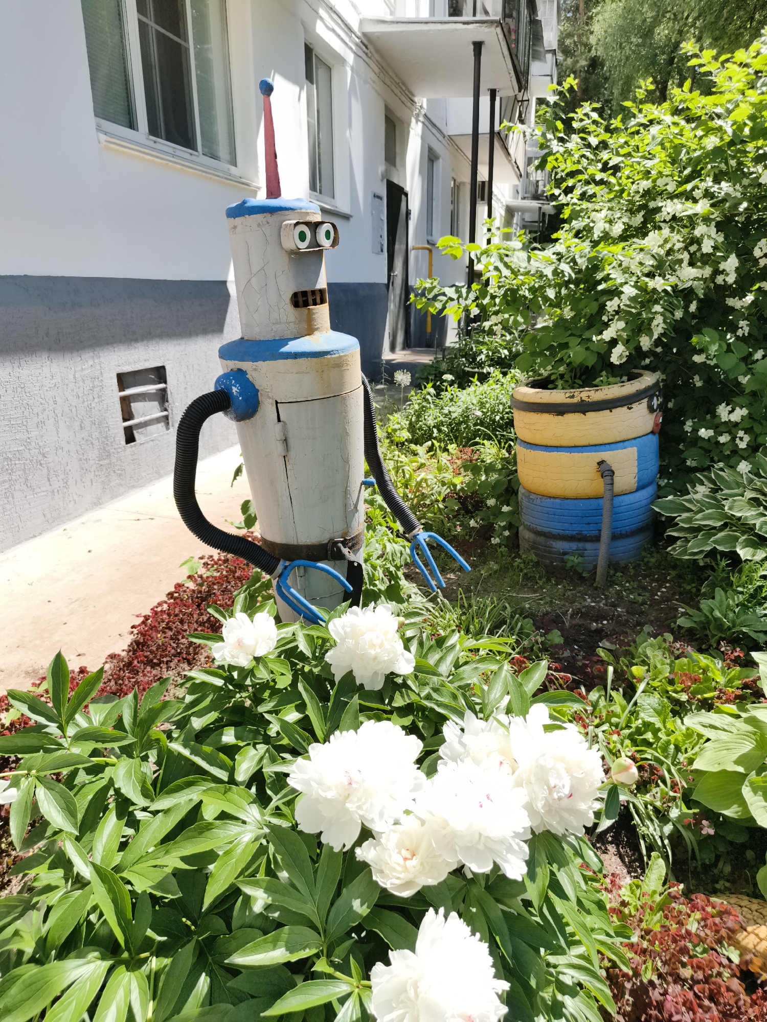 In Chaikovsky, Russia, a whimsical garden decoration of a robot stands near a white building. The robot, constructed from various materials including metal and plastic, is painted white with blue accents and has a pink antenna. Its eyes are large and green, and it has two blue gripping appendages. The robot is positioned in a garden bed filled with white peonies and surrounded by lush green foliage. Behind the robot, a planter made of stacked, painted tires holds more greenery. The building appears to be an apartment complex with windows and a balcony visible. The scene is bathed in sunlight, suggesting a daytime setting during warm weather.