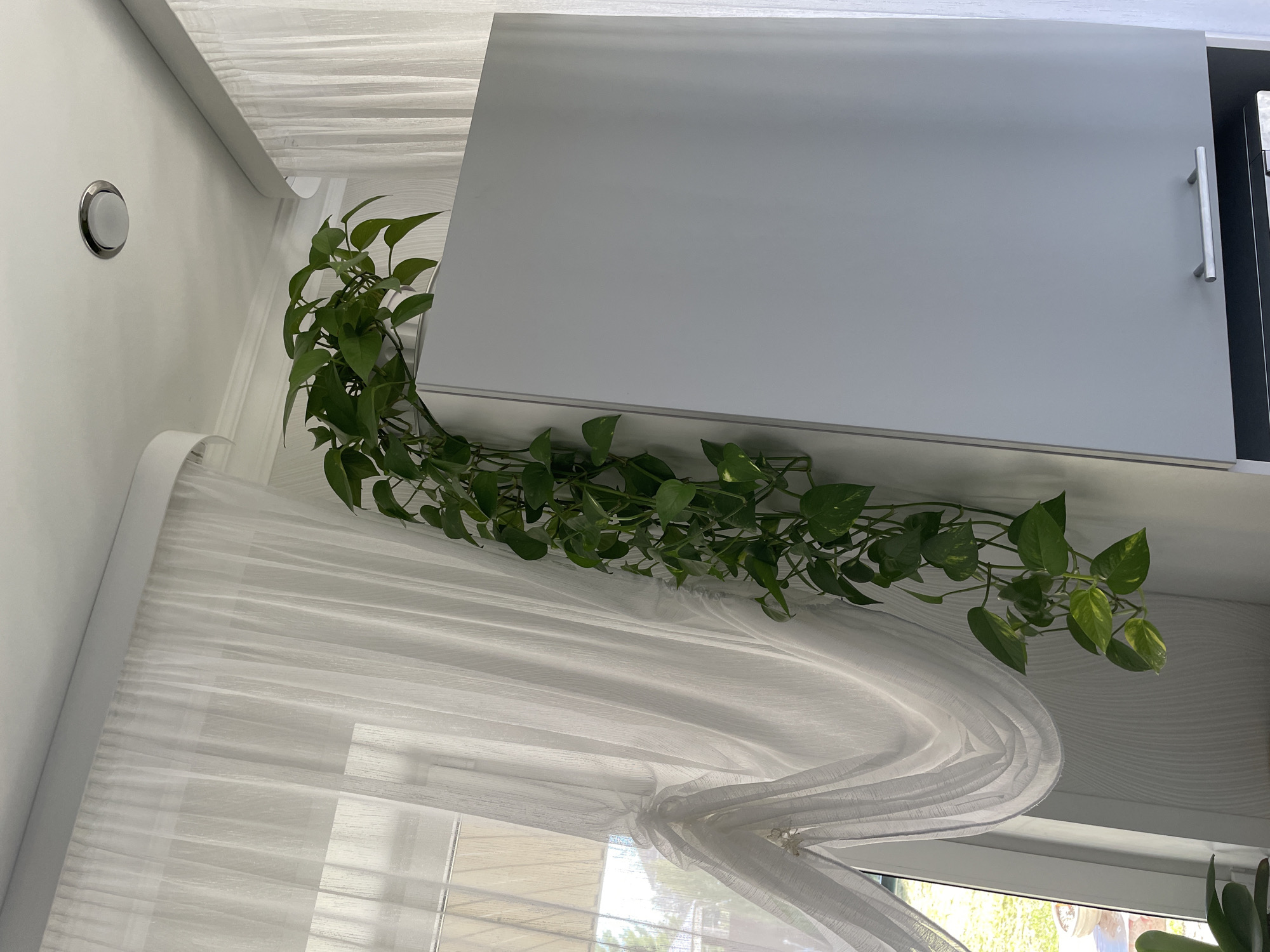A pothos plant is arranged along the top of a kitchen cabinet, trailing onto a white curtain in front of a window. A silver electrical outlet is visible on the wall to the left. The location is likely indoors in Лесной Пейзаж Кп (шарапово, Russia).
