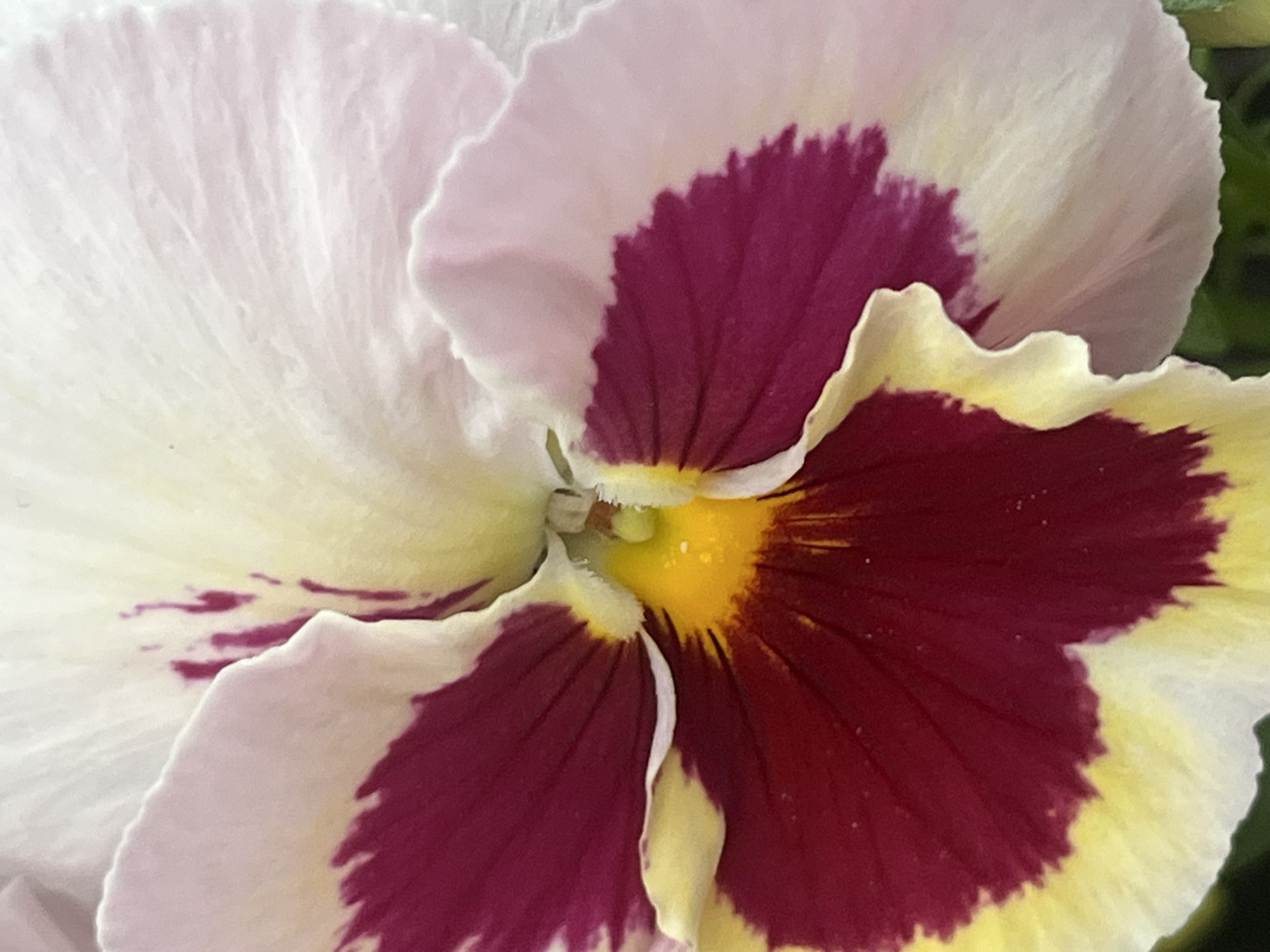 This image shows a close-up view of a flower, likely a pansy, with distinct color patterns. The petals are primarily white with tinges of light pink, transitioning into areas of dark red or burgundy, especially near the center of the flower. The central area features a vibrant yellow hue. The texture of the petals appears soft and slightly wrinkled. The background is out of focus, suggesting a shallow depth of field. The image focuses on the intricate details and coloration of the flower. Location: Unknown, Unknown.
