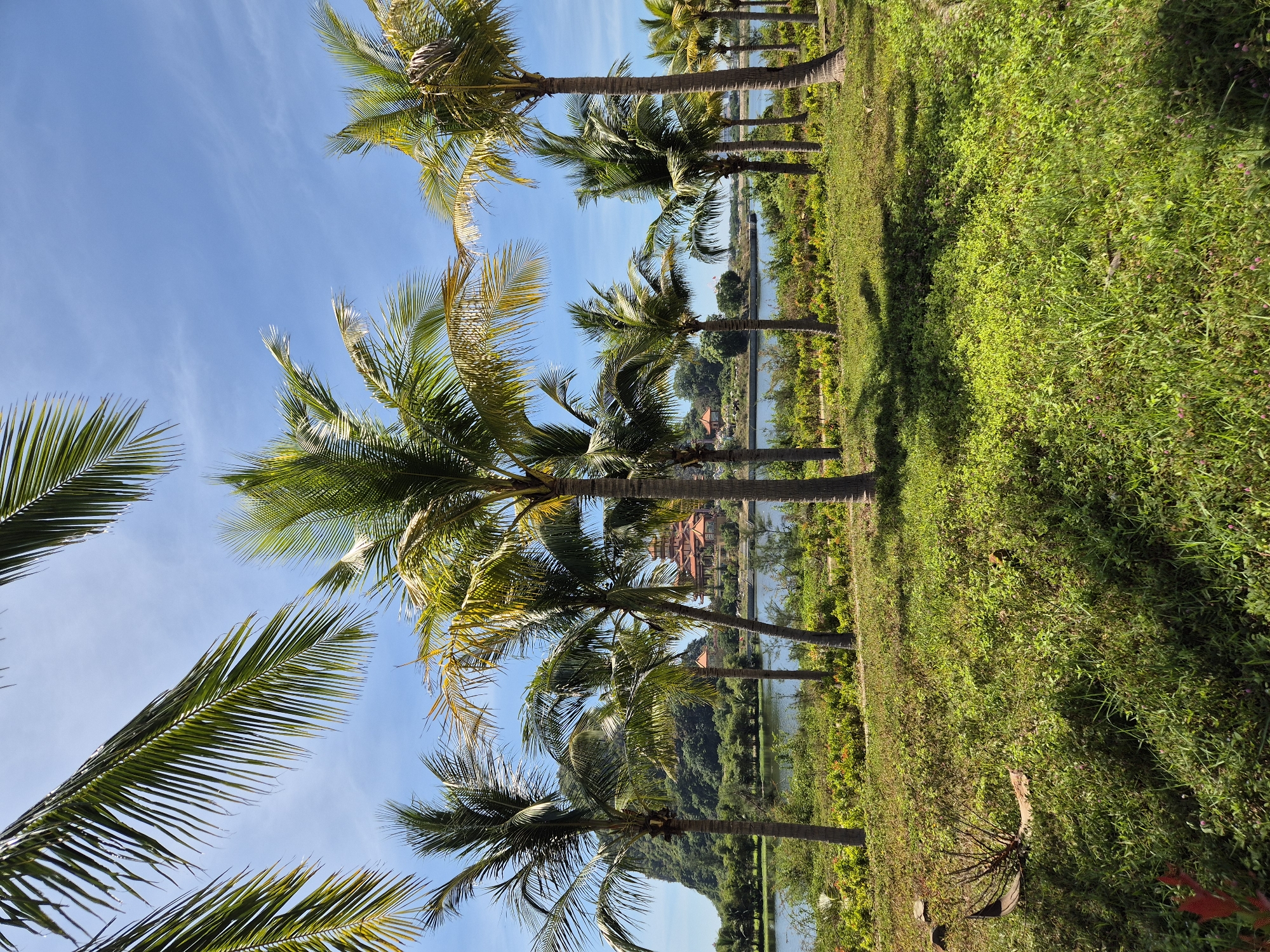 The image depicts a picturesque scene of palm trees lining a body of water, with a distinctive mountainous landscape and architectural structures in the background. The foreground is dominated by lush green grass and foliage, casting dappled shadows from the palm trees overhead. The palm trees themselves are varied in height and density, with their fronds reaching towards a clear blue sky dotted with wispy clouds.
In the midground, a calm body of water reflects the sky and surrounding greenery. Beyond the water, a prominent, sheer mountain rises dramatically, its slopes covered in dense vegetation. To the right of the mountain, a multi-tiered building with ornate, traditional Vietnamese architecture, characterized by its curved roofs and vibrant colors, is visible. Smaller buildings with similar architectural styles are scattered around the main structure.
The overall impression is one of serene natural beauty and cultural richness. This scene is identifiable as the area near the Marble Mountains (Ngũ Hành Sơn) in Đà Nẵng, Vietnam. The unique geological formation of the Marble Mountains and the presence of Buddhist pagodas and temples are characteristic of this location. While there are no people or animals visible in the image, the environment itself conveys a sense of tranquility and a popular tourist destination.