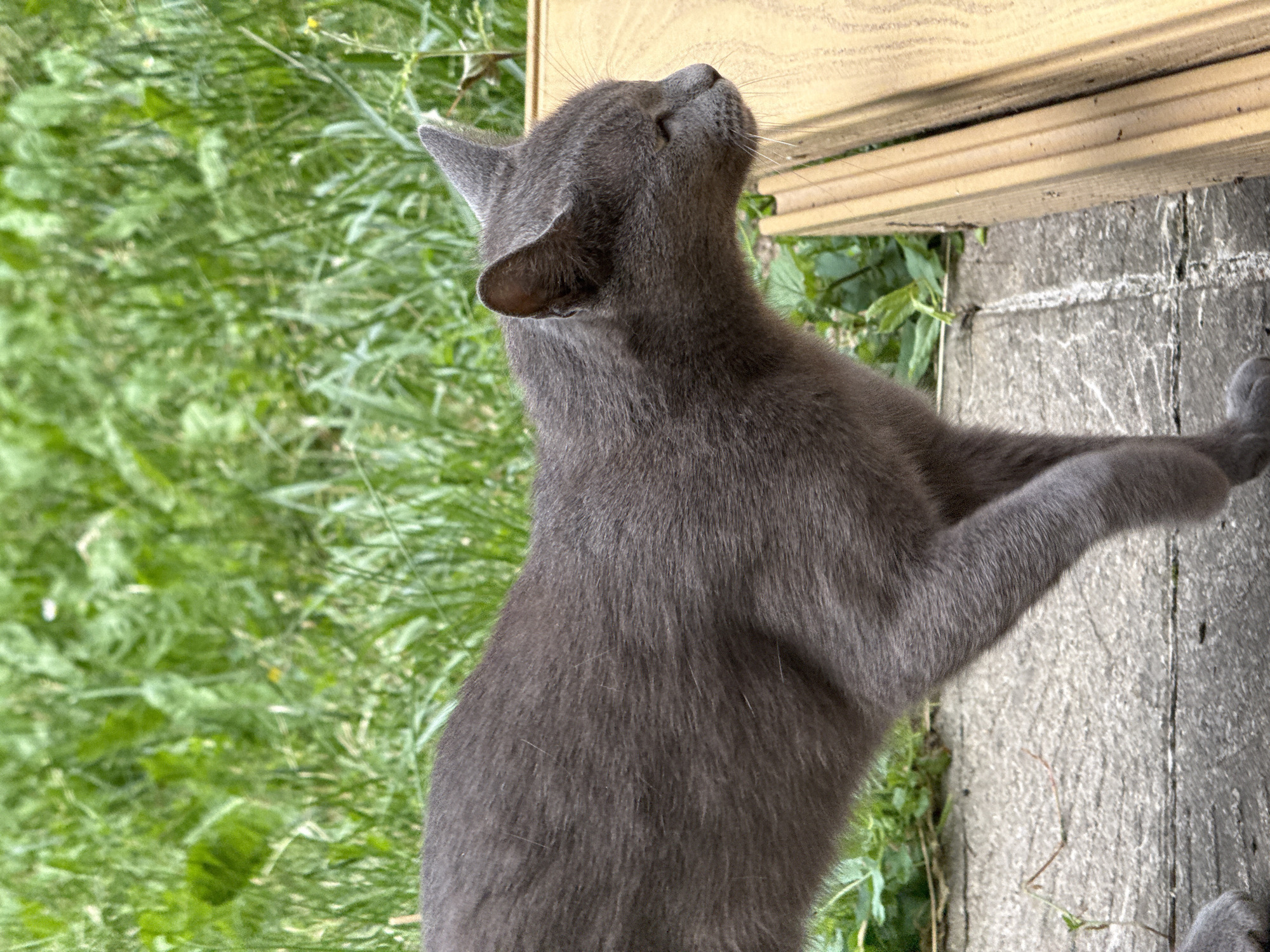 A medium shot captures a sleek, grey cat with closed eyes, its body angled to the right. The cat is positioned on a grey, textured surface, possibly a patio or walkway, with a wooden structure to its right. The background is a blur of vibrant green foliage, suggesting an outdoor setting with lush grass and plants. The lighting is natural and diffused, casting soft shadows. The scene appears to be a peaceful, everyday moment in an urban garden or park in Sofia, Bulgaria.