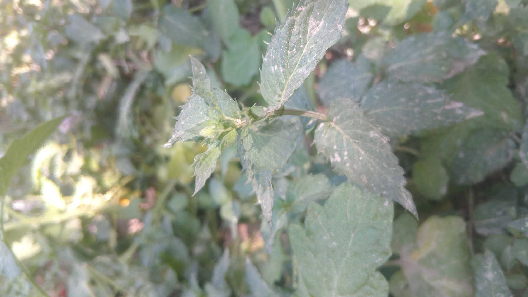 A close-up, eye-level shot focuses on a small, green plant with serrated leaves. The plant is growing in a natural environment, likely outdoors, with other green foliage visible in the blurred background. Sunlight filters through the leaves, creating highlights and shadows. The plant appears healthy, with no visible damage or signs of disease. The focus is sharp on the central plant, while the surrounding vegetation is out of focus. The overall impression is one of natural beauty and tranquility.