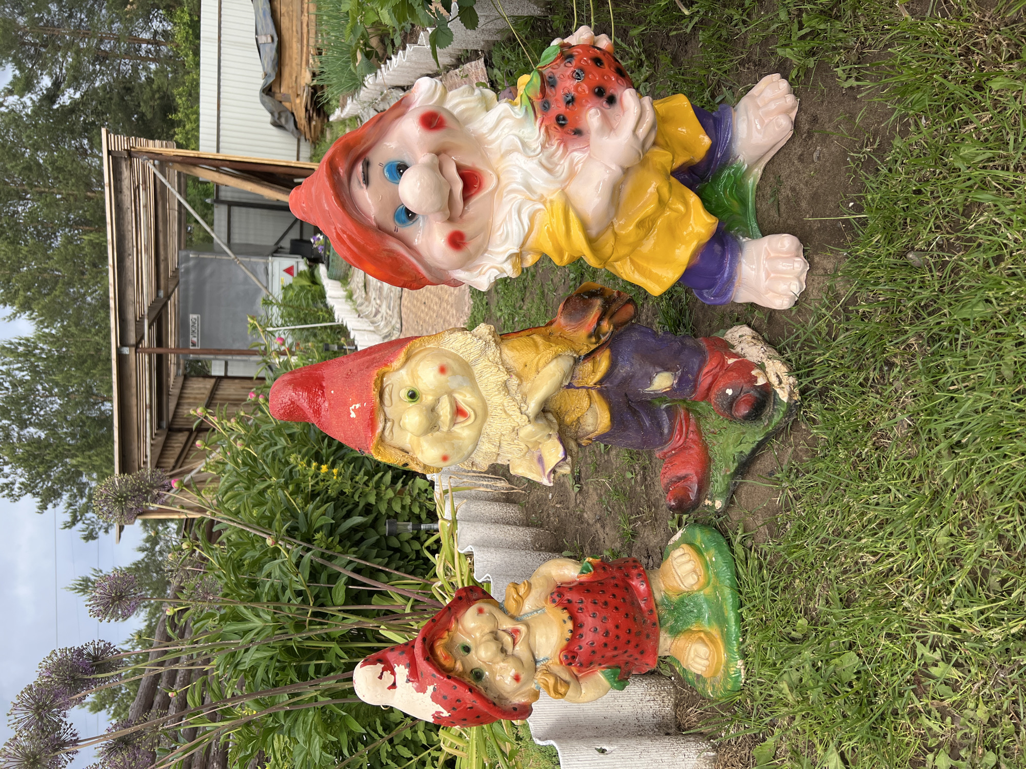 The original image, rotated 90 degrees clockwise, depicts three colorful garden gnomes arranged in a line in an outdoor garden setting. The ground beneath them consists of patchy grass and dirt.
On the far right of the image (corresponding to the top when correctly oriented) is a gnome with a red hat, a large white beard, a yellow top, purple pants, and green shoes/base. This gnome is holding a large, red, speckled fruit resembling a strawberry. Its face is cheerful with prominent rosy cheeks and blue eyes.
In the middle is another gnome with a red hat and a yellow beard. It wears a yellow top, purple pants, and red boots, and is situated on a green base. Its expression is also smiling.
On the far left (bottom when correctly oriented) is a smaller gnome, possibly female, with a red hat that has visible paint chips. It wears a red and black polka-dotted dress or top with a green base. This gnome also has a smiling face.
The background features various garden elements. To the left of the gnomes, there are tall plants with distinctive spherical purple flowers (Allium). Behind them, wooden structures like a trellis or arbor are visible, along with green foliage. Further back, stacked lumber and white corrugated metal sheeting can be seen. On a grey panel of what appears to be a trailer or storage unit in the background, the word "VIKING" is visible.
The scene is set during the daytime under what appears to be an overcast sky, providing soft, diffused lighting. The location is a garden in Chaikovsky, Russia.