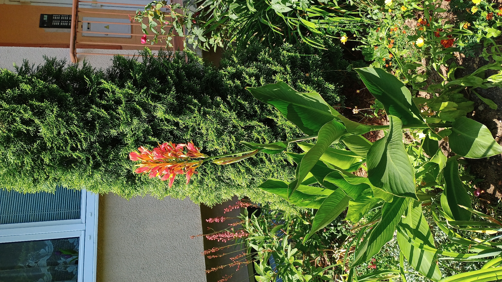 This is a vertical, eye-level, medium shot image of a garden in Sokolov, Czechia, on a sunny day. The focal point is a large Canna Lily plant with broad, dark green leaves and a tall stalk topped with bright orange-red flowers. Behind the Canna Lily is a dense, green evergreen tree. To the left of the tree is a section of a building with a light beige textured wall and a white window with horizontal blinds. To the right of the evergreen tree is a balcony railing and part of the building's facade in a warm beige color. In the foreground, the ground is covered with dark soil and small plants with yellow and red flowers. There are no people visible in the image. The scene depicts a well-maintained garden area adjacent to a building.