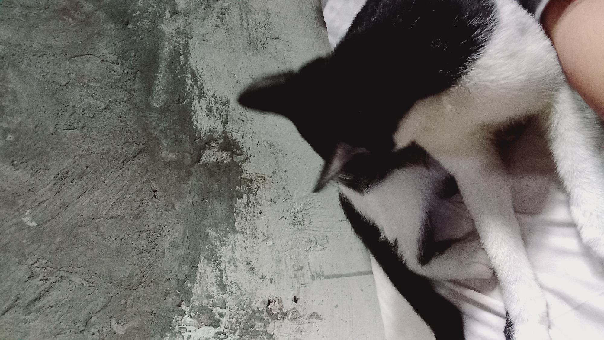 A black and white cat is lying on a white surface, possibly a bed, with its head turned away from the camera, obscuring its face. The cat's back and tail are visible, with distinct black markings. The background is a textured, grey concrete wall with some white patches. The lighting is dim, casting shadows. The scene appears to be indoors, possibly in a home environment. The location is specified as Leuwisadeng, Indonesia.