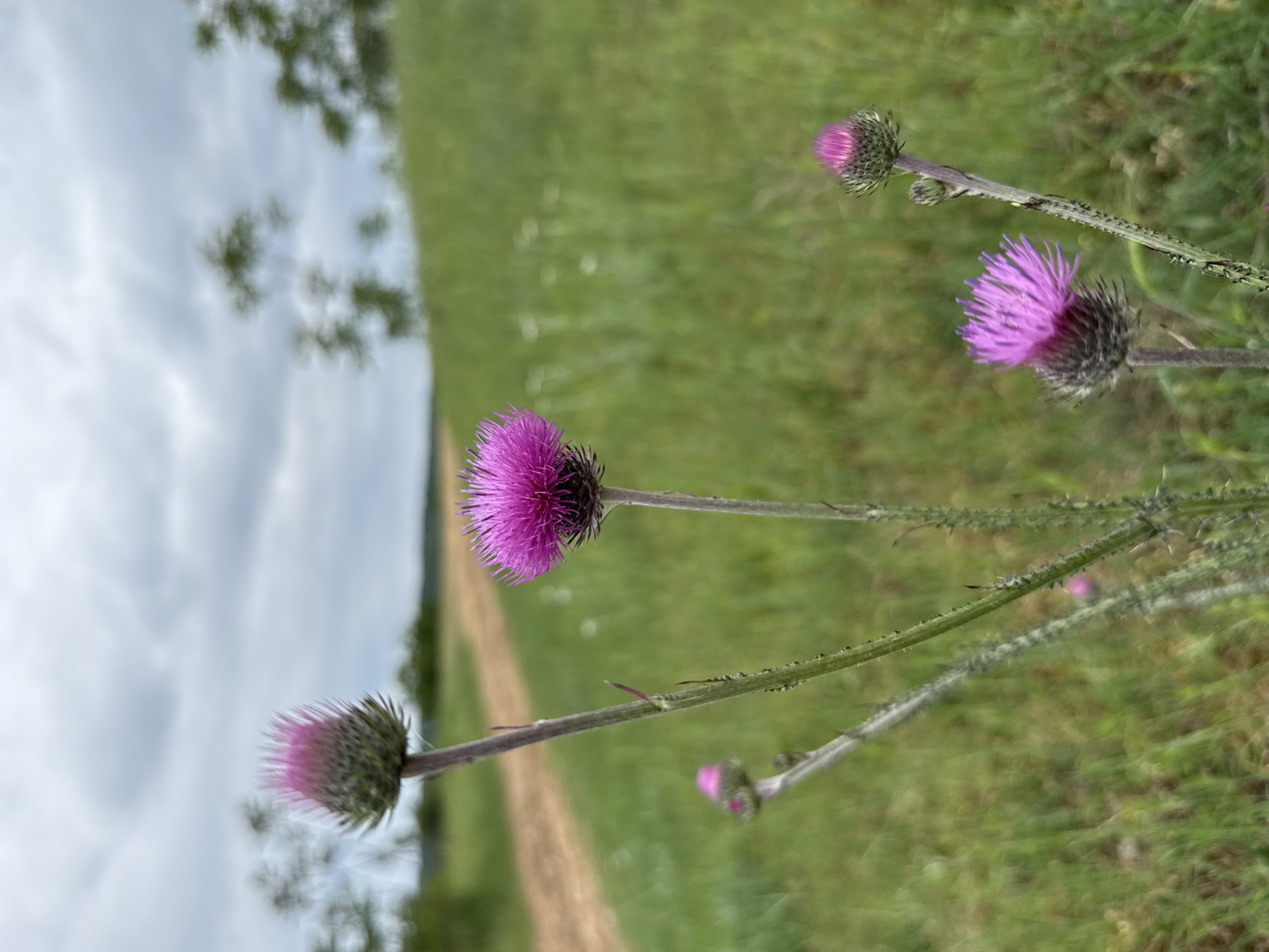 The image depicts purple thistle flowers in a grassy field under a cloudy sky. A dirt path is visible in the background. There are no people present. The exact location within Veliko Tarnovo, Bulgaria cannot be determined without further information.