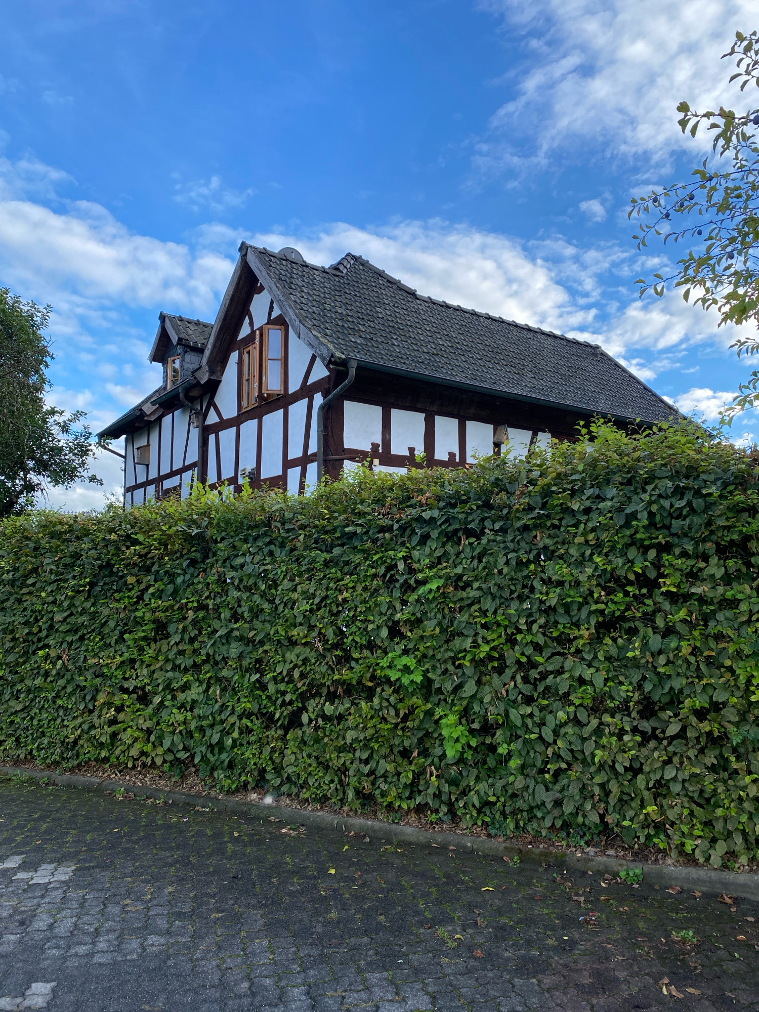 The image depicts a half-timbered house in Flammersfeld, Germany, partially obscured by a dense green hedge. The house features a dark tiled roof, white plaster walls, and exposed dark wooden beams. A dormer window is visible on the left side of the roof, and another window with wooden shutters is open on the right side of the house. A tree with dark berries, possibly plums, is seen on the upper right side of the image, silhouetted against a bright blue sky with scattered white clouds. The foreground consists of a paved area made of grey interlocking stones, with some fallen leaves and moss visible. The scene appears to be an outdoor view of a residential property.