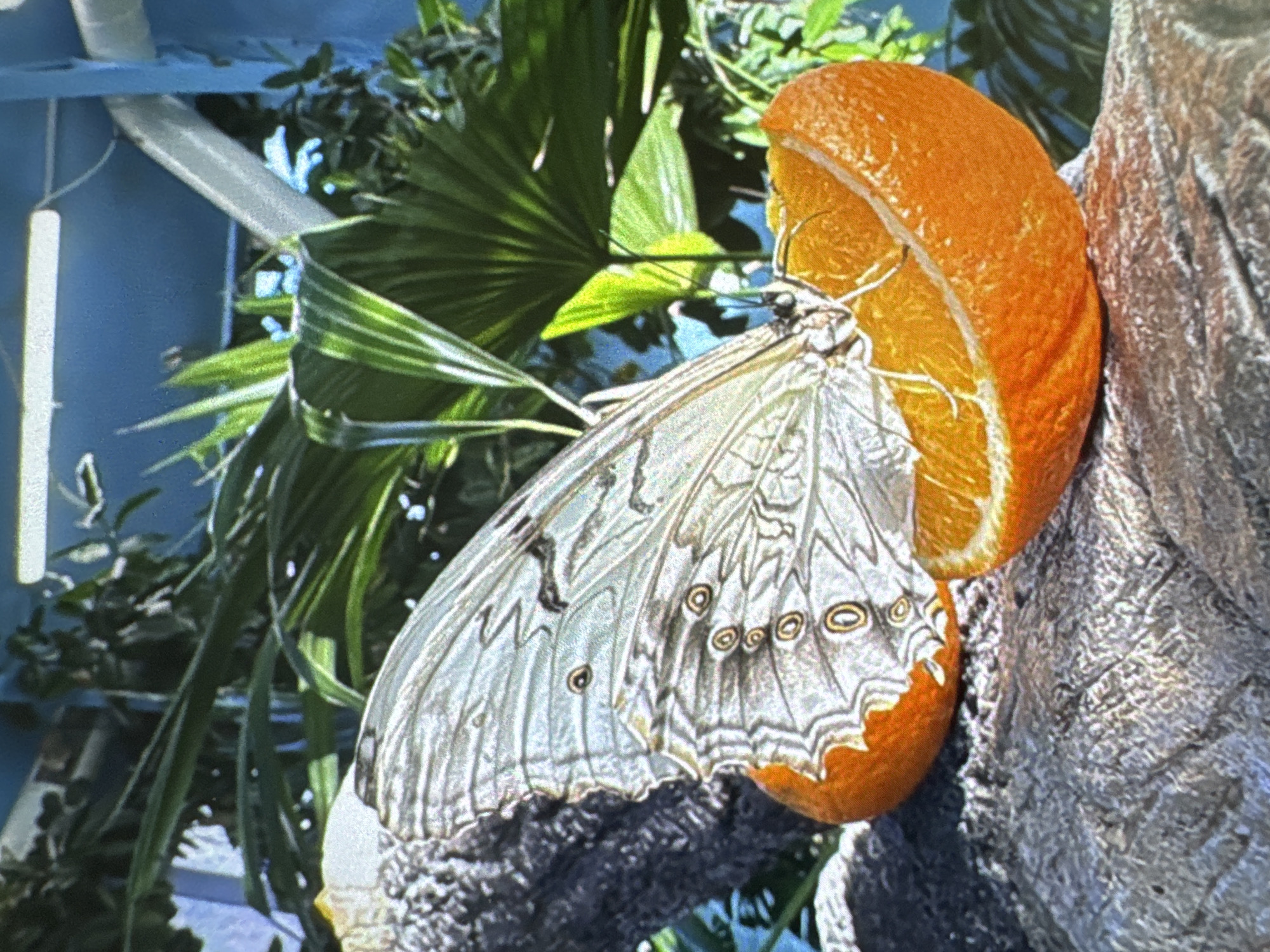 A large, pale-winged butterfly, likely a morpho species, with discernible eye-spots on its wings, is positioned on a grey, textured surface, possibly a tree branch or artificial rock formation. The butterfly is actively feeding from a halved orange slice, which also rests on the grey surface. The background features lush green tropical foliage, a bright blue structural wall, and linear white fluorescent light fixtures, indicating an indoor, controlled environment such as a butterfly house or conservatory. No human subjects are present. The scene is located in Vratsa, Bulgaria.