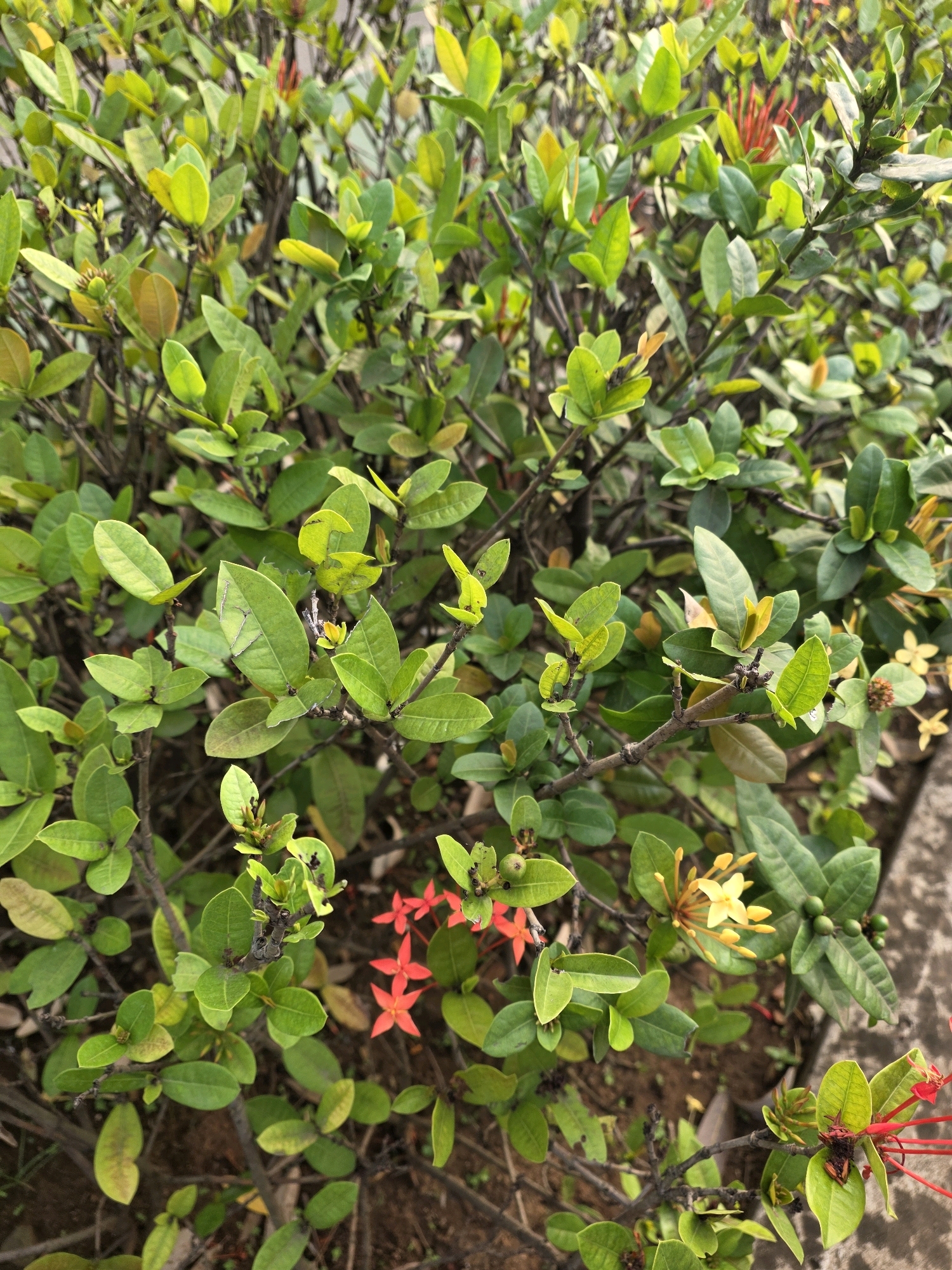 A close-up, overhead shot captures a vibrant Ixora plant with dense green foliage and small red and yellow flowers, located outdoors in Bojongsoang, Indonesia. The leaves are ovate with pointed tips, and some show signs of browning or slight damage. The branches are thin and dark brown, creating a textured network throughout the plant. A few small, green berries are visible. The ground beneath the plant is a mixture of dark brown soil and some scattered organic debris. To the right side of the image, a section of a light gray, textured concrete surface suggests a pathway or border. The lighting indicates it is daytime, with the sun casting subtle shadows and highlighting the glossy surfaces of some leaves. No people are present in the scene.