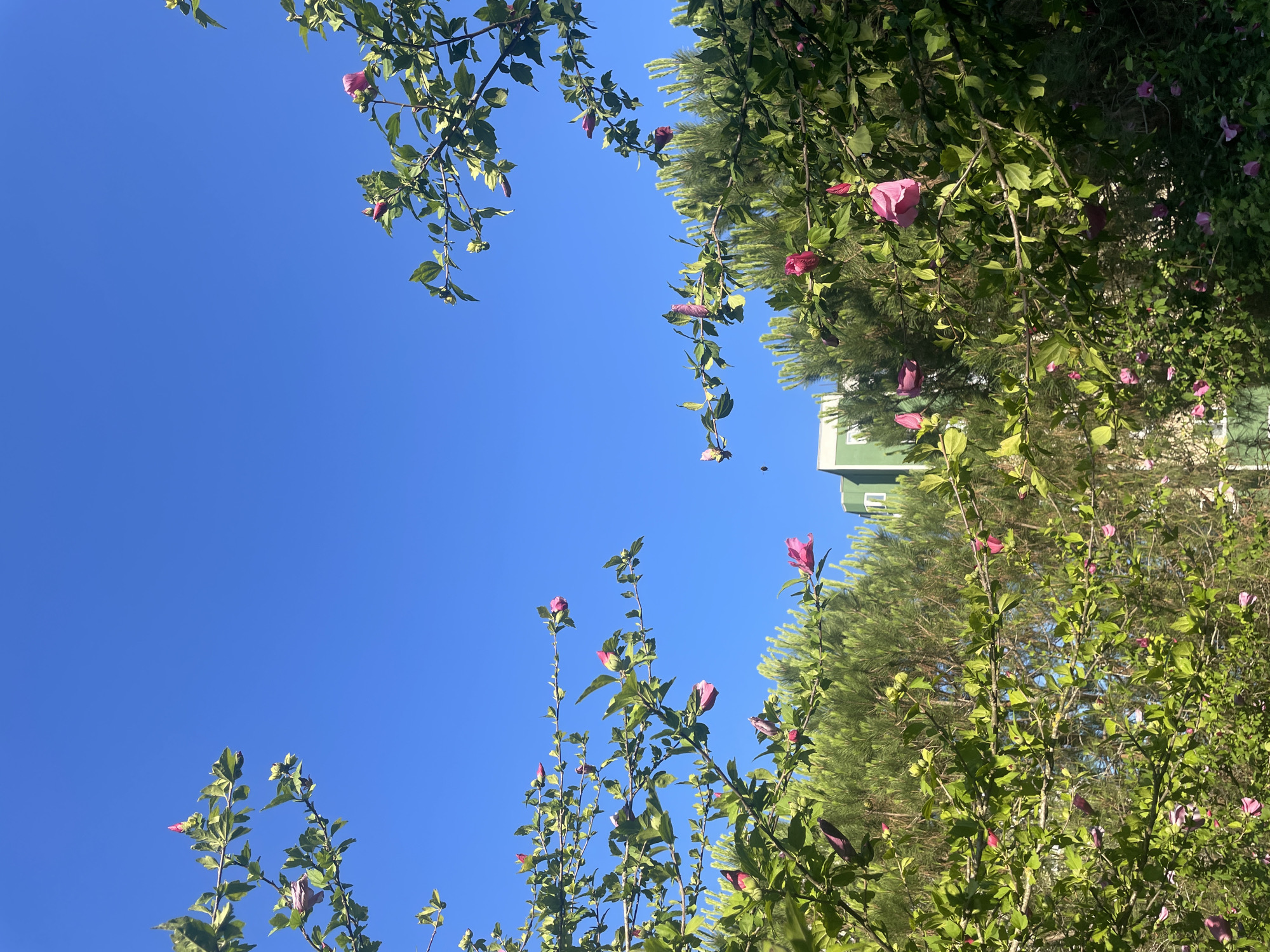 The image depicts a vibrant blue sky with several branches of a flowering plant laden with pink buds and a few open pink blooms. The branches extend from the left and right sides of the frame, creating a natural border. Behind the flowering branches, there is a dense evergreen shrubbery, possibly pine trees, providing a rich green backdrop. In the upper center of the image, a modern building with light green and white facade is partially visible, suggesting an urban or suburban setting. The scene is brightly lit by sunlight, casting distinct shadows. A small black object, possibly an insect, is captured in mid-flight in the center of the image. The overall impression is one of a sunny day in a green and possibly residential area in Başakşehir, Turkey, with blooming flora in the foreground.