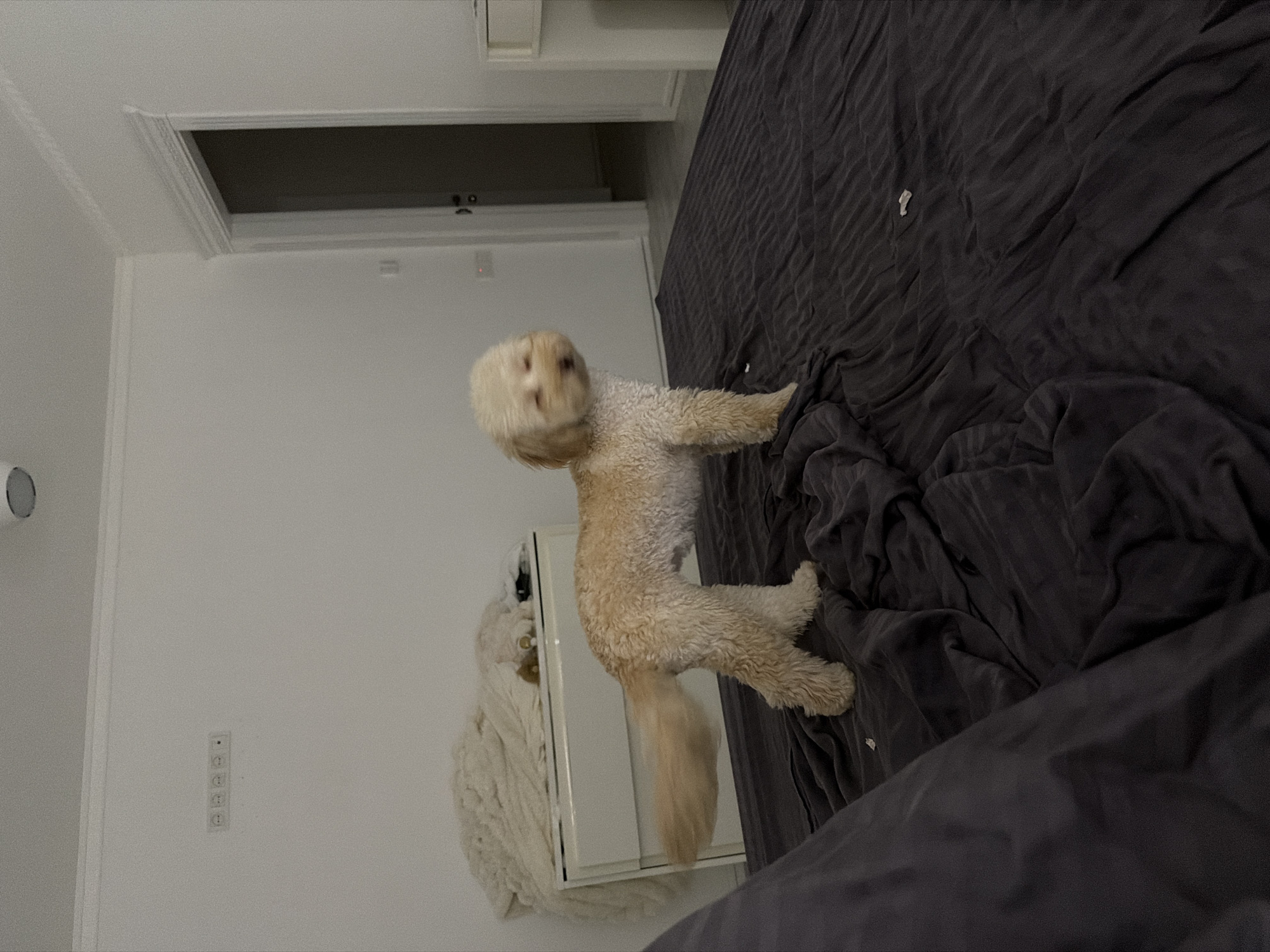 The image depicts a fluffy, light-colored dog standing on a dark, rumpled bed. The dog is positioned in the center of the frame, facing towards the right, with its head slightly blurred due to motion. Its fur is curly and appears somewhat damp or tousled. The background consists of a white wall with a row of electrical outlets, a doorway leading to another room, and a chest of drawers with a crumpled light-colored blanket on top. The lighting is dim, suggesting an indoor setting, possibly a bedroom. The scene does not provide any specific landmarks or details to place it within the city of Bila Tserkva, Ukraine.