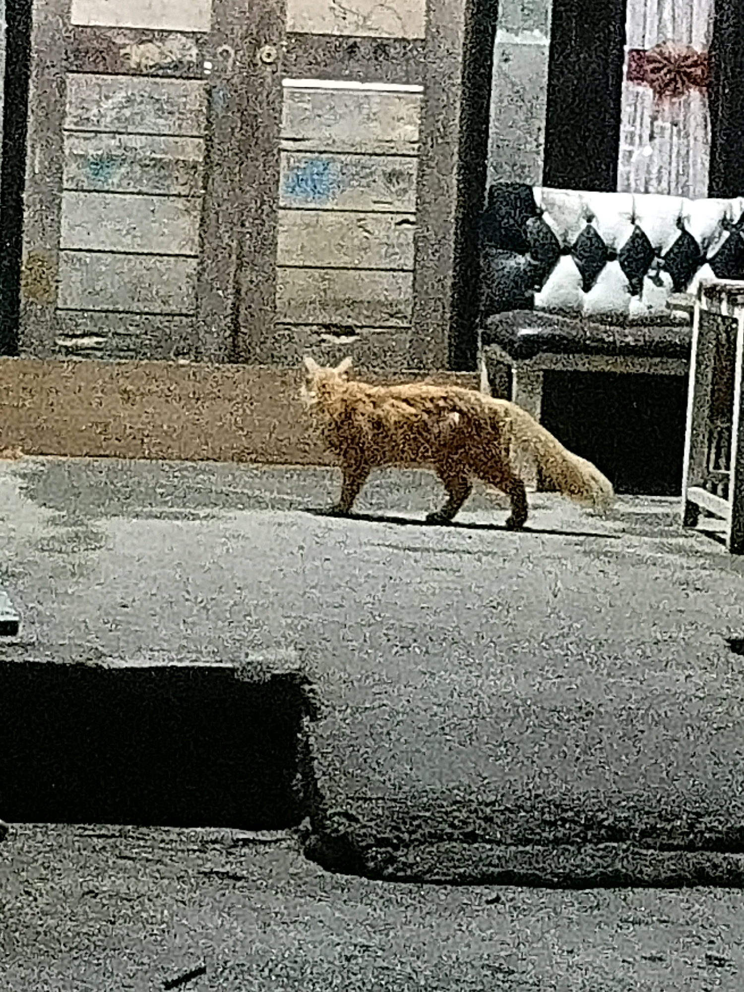 A reddish-brown fox is walking on a paved surface in front of a building with wooden doors. The fox is in the center of the image, facing right. The building has a weathered appearance, with horizontal wooden planks. To the right of the building, there is a black sofa with diamond-shaped cushions and a white lace curtain with a red ribbon bow. The paved surface in front of the building appears to be wet in some areas. A dark rectangular shape, possibly a shadow or an opening, is visible in the foreground. The image quality is poor, with a grainy texture. The specific location in the city of Cikal, Indonesia, cannot be determined from the visual information provided.