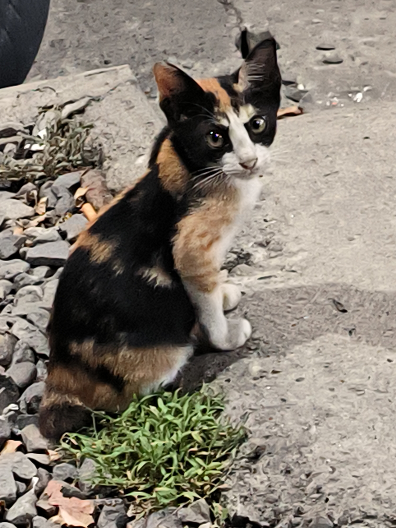 A calico cat sits on a concrete surface next to rocks and a patch of green plants. The cat has a white face with black and orange markings, and green eyes. The concrete surface is grey and worn. In the background, there is debris, and a portion of a tire is visible. The location is implied to be Lhokseumawe, Indonesia.