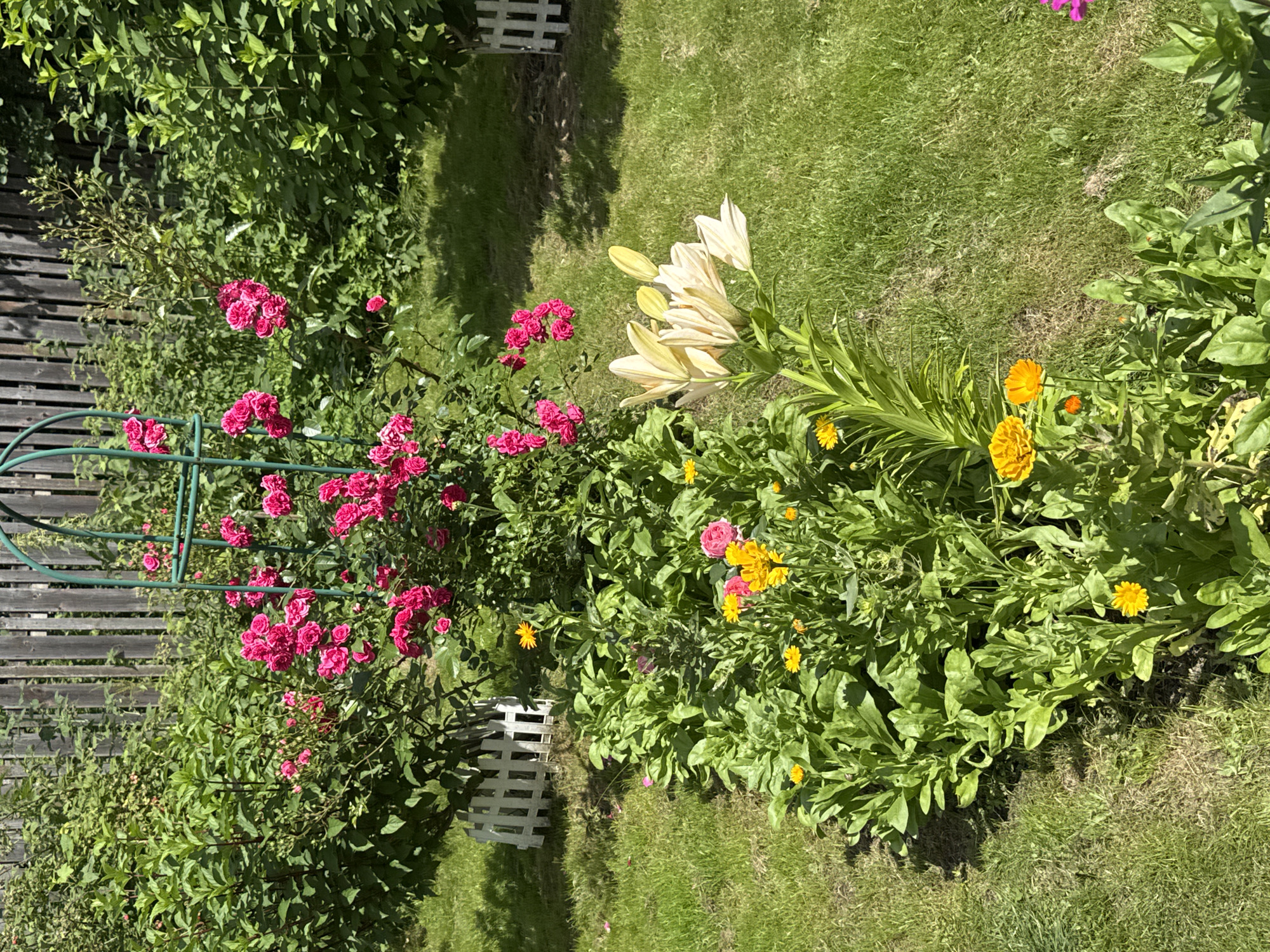This is a high-angle, close-up shot of a lush garden in Yesipovo, Russia. The garden features a variety of blooming flowers, including bright pink roses climbing a green trellis, delicate white lilies, and cheerful yellow marigolds. Lush green foliage and grass dominate the scene, with a wooden fence and a white picket fence visible in the background. The lighting suggests a sunny day, casting shadows across the lawn. There are no people or animals present in the image.