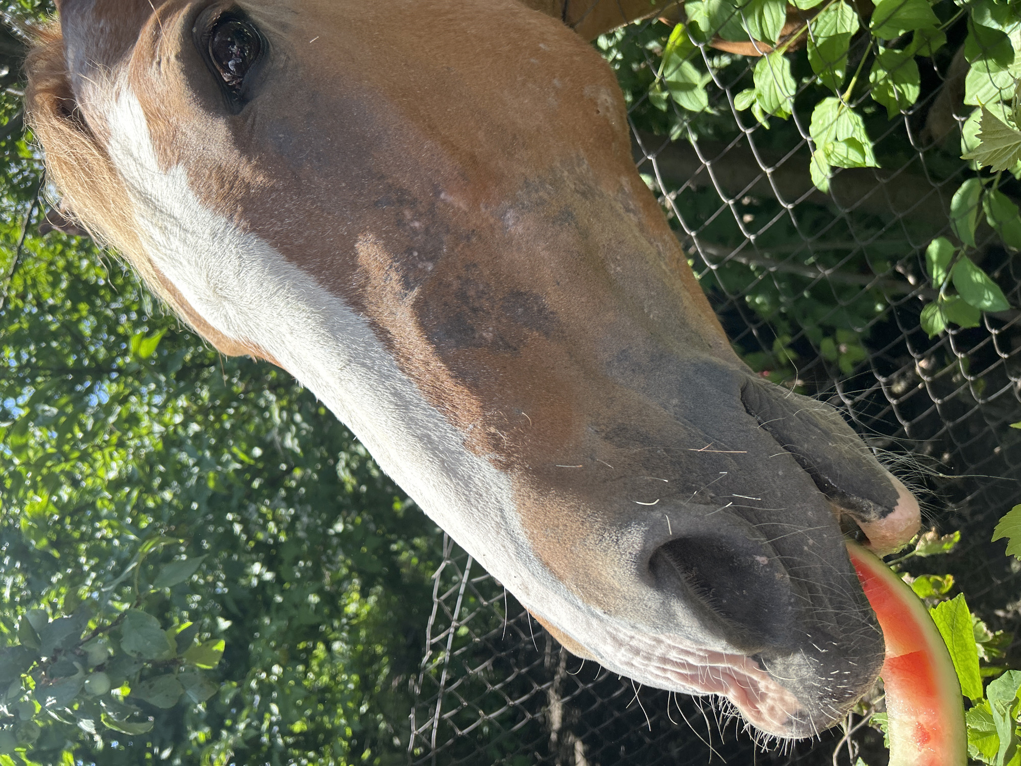 A close-up shot shows a light brown horse with a white blaze on its face eating a slice of watermelon. The horse's muzzle and eye are visible, with the eye reflecting a group of people. The horse is behind a wire fence, with lush green foliage in the background. The setting appears to be outdoors during the daytime, with sunlight filtering through the leaves.