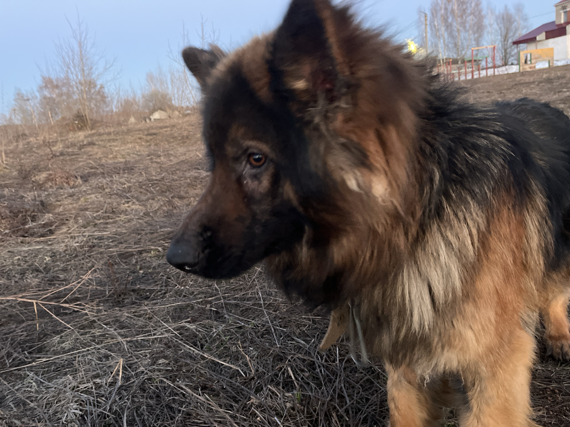 A long-haired German Shepherd dog stands in a field of dry grass in Павловка, Russia. The dog is facing left, with its head in profile, revealing its dark muzzle, brown eye, and brown and black fur. In the background, a house with a red roof is visible, along with bare trees and a playground set. The sky is a pale blue.