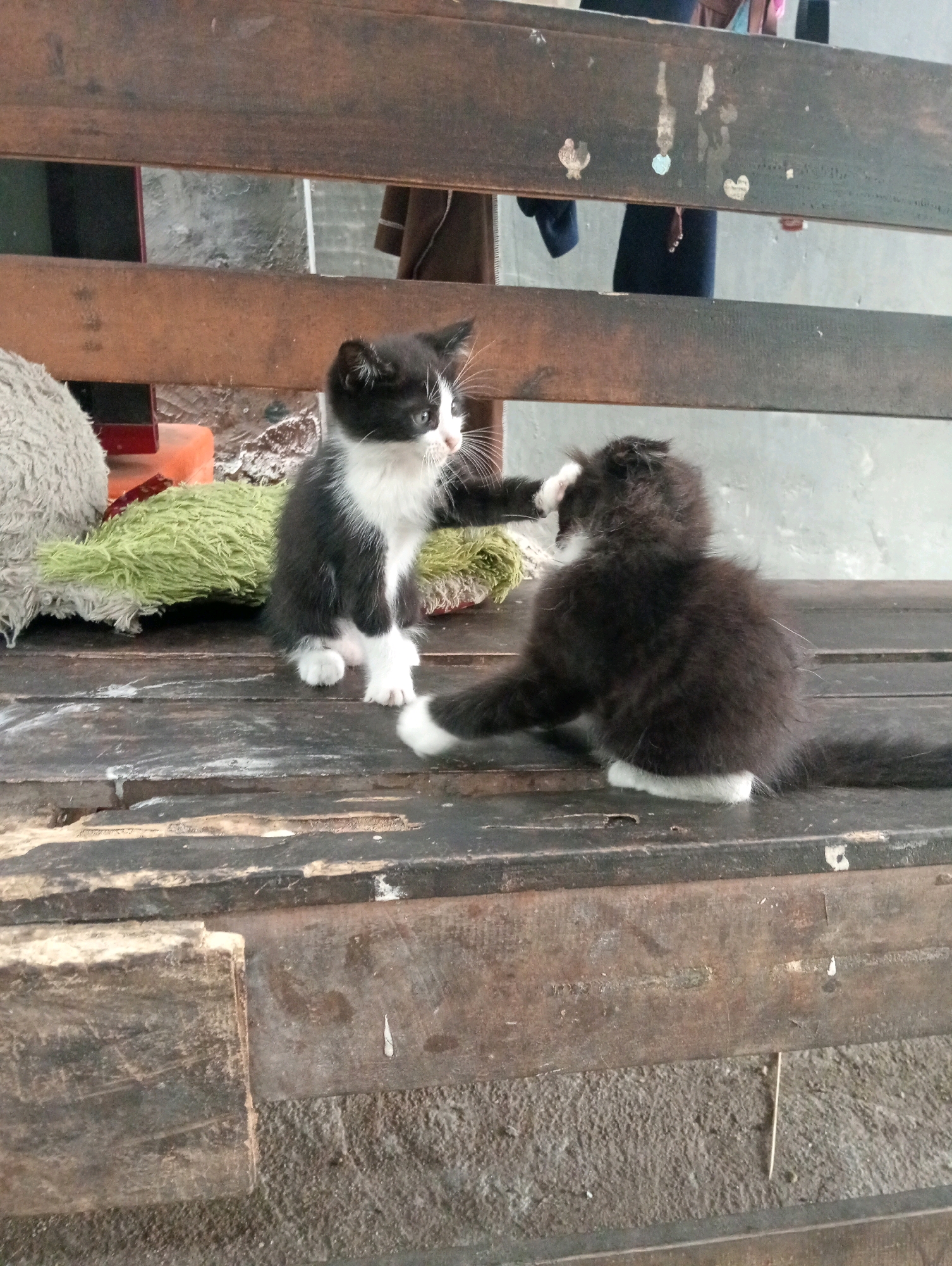 Two young kittens, one black and white and the other predominantly black with white paws, are interacting on a weathered wooden bench. The black and white kitten is sitting upright, facing left, with its right paw raised. The black kitten is on its hindquarters, facing right, with its front paws extended towards the other kitten. They appear to be playing or grooming each other. The bench is outdoors, indicated by the rustic wooden planks and a glimpse of a rough concrete surface and what appears to be a grey wall in the background. There are hints of other objects, possibly toys or cushions, to the left of the kittens. The scene is likely set in an outdoor public space in Bandar Lampung, Indonesia, given the visual cues of the environment and the commonality of stray or domestic cats in such locations.