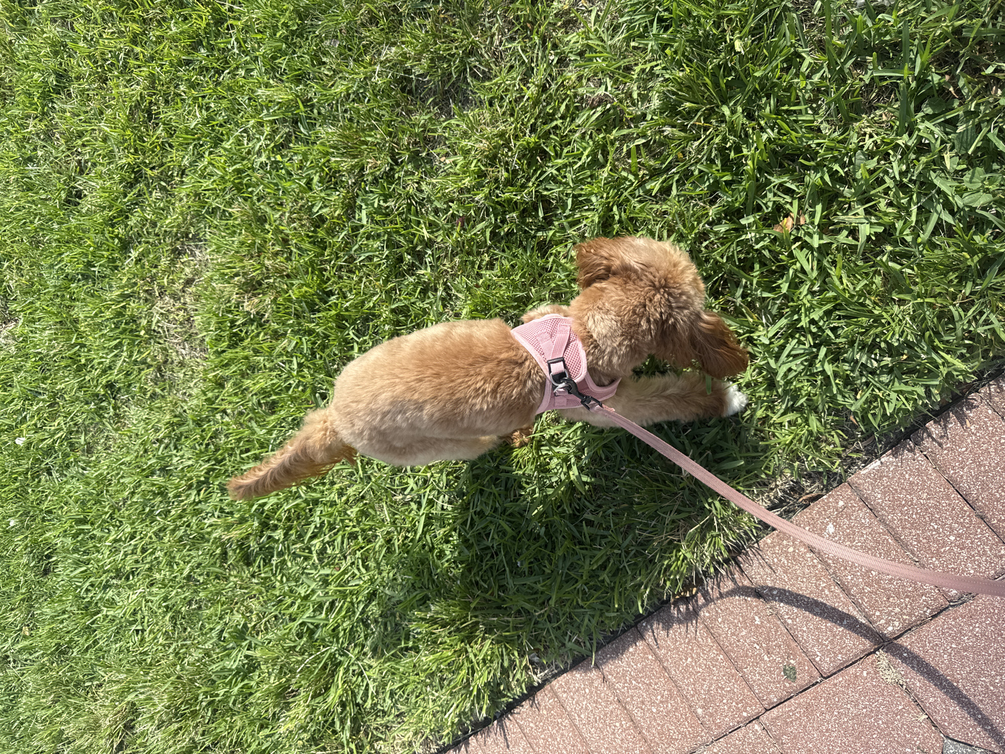 A golden-colored dog with a pink harness and leash is on a green grassy lawn next to a brick pathway in Boca Raton, Florida, United States of America. The dog is facing downwards and appears to be sniffing the grass. The sun is casting shadows on the grass and pathway, indicating it is daytime.