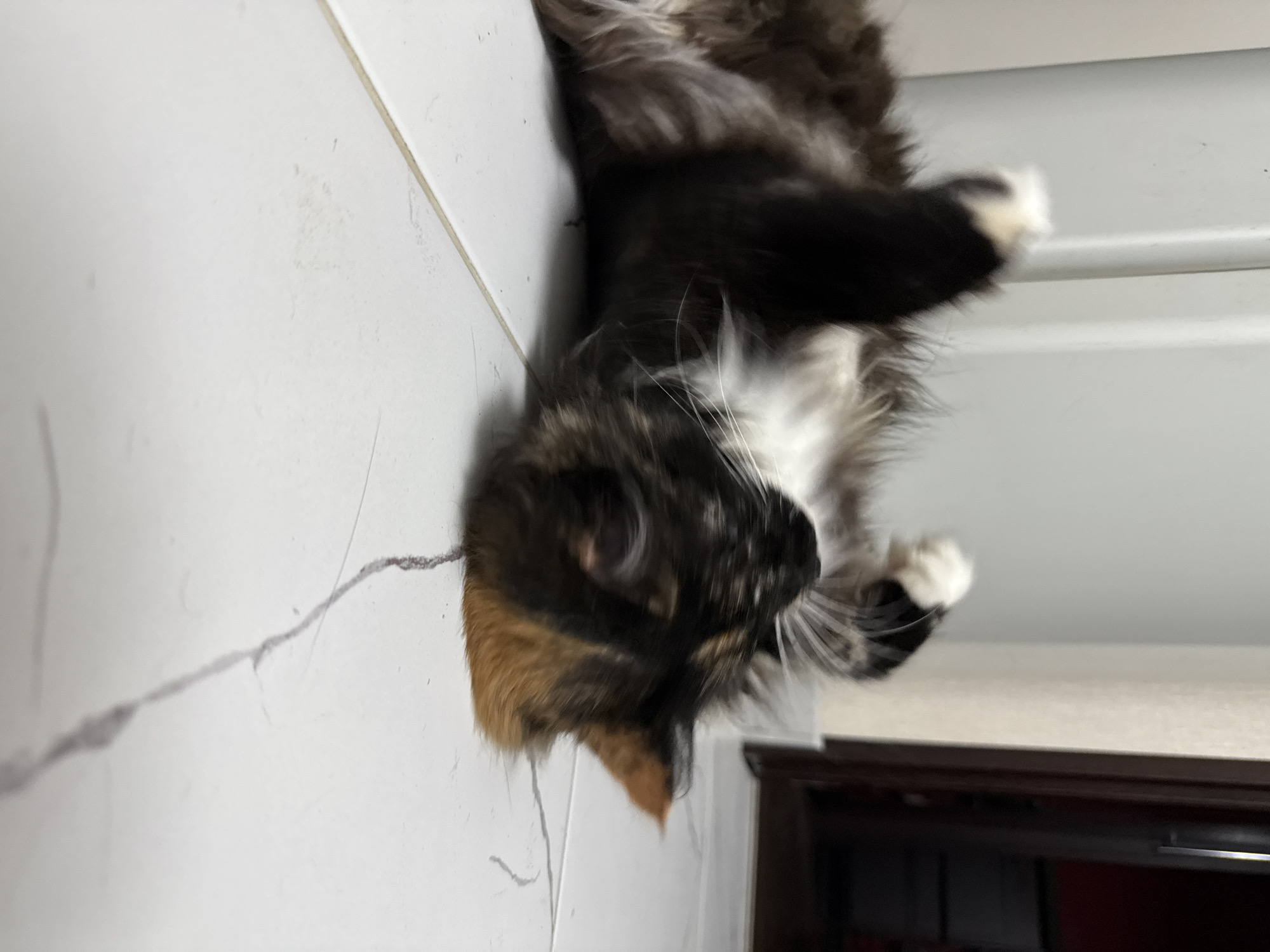 A calico cat is rolling on its back on a tiled floor in an indoor setting, likely a residential area in Bor, Russia. The cat's fur is a mix of black, white, and ginger. Its front paws are extended upwards, and its body is contorted as it plays. The floor is tiled in a light color with visible grout lines. In the background, a portion of a white door or cabinet is visible on the left, and a dark doorway with a hint of red interior is on the right. The lighting appears to be artificial, casting a soft glow on the scene. The image is slightly blurred, suggesting movement.