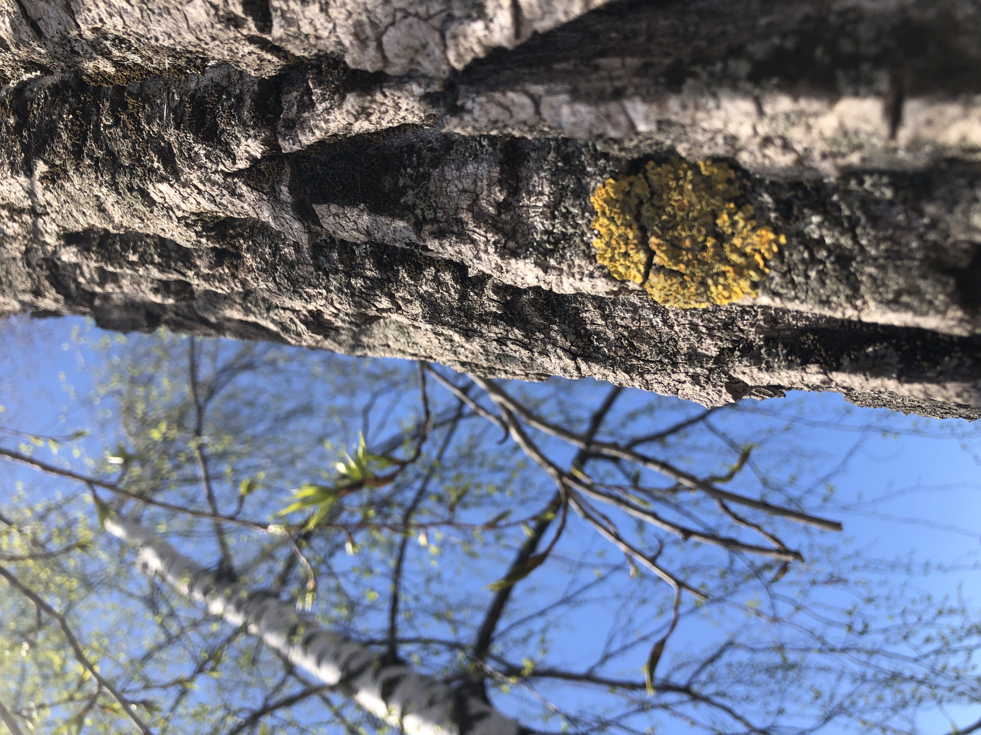 The image depicts the trunk of a birch tree viewed from below, likely in Chaikovsky, Russia. The bark is rough, grey, and textured, with a patch of yellow lichen visible on one side. Above the trunk, thin branches with small green leaves extend towards a clear, bright blue sky. The lower portion of the trunk, also visible in the lower part of the image, features the typical black and white coloration of birch bark. The camera angle is looking directly up through the tree branches.