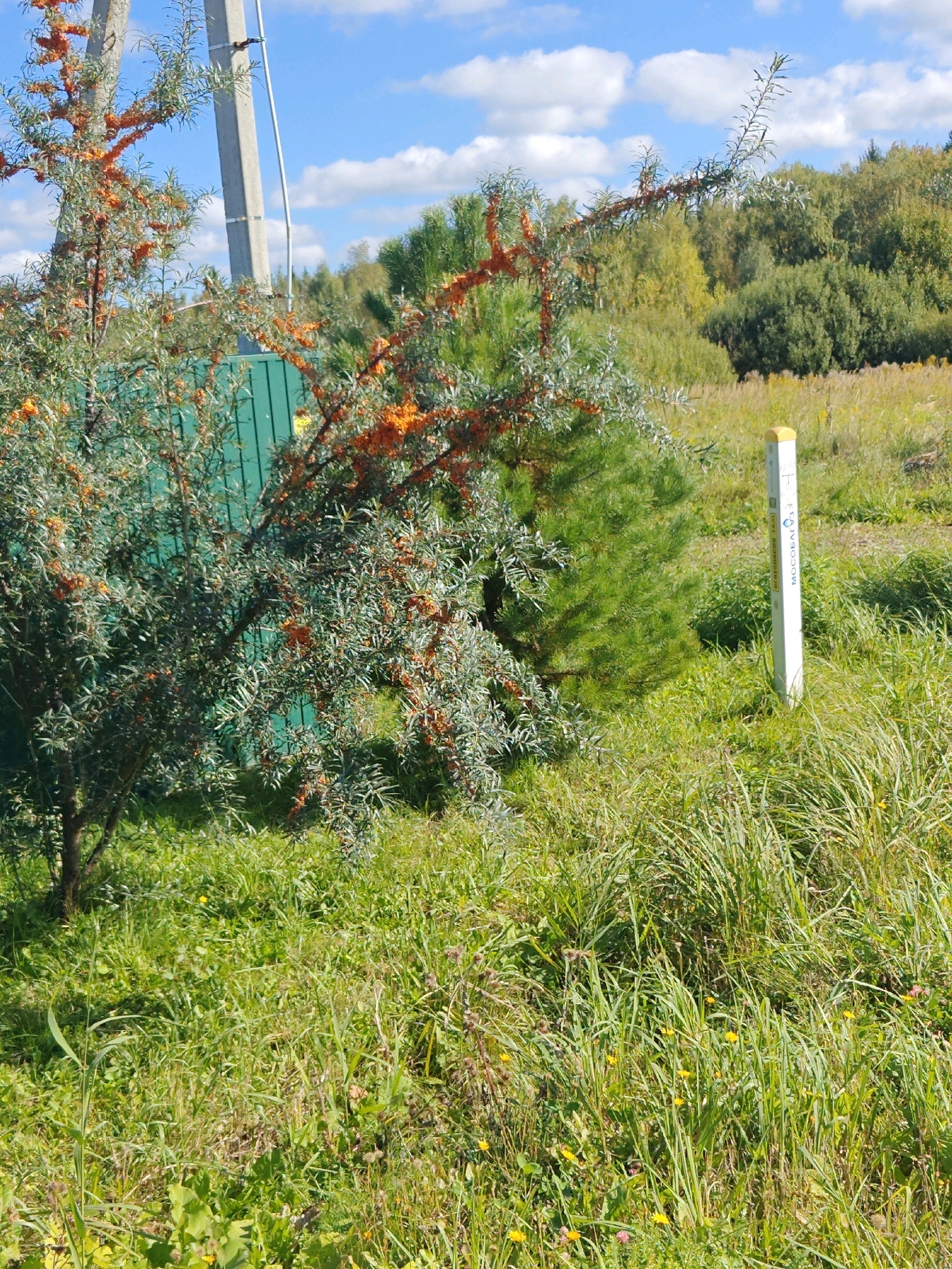 The image depicts a view in Ручеек-1 Снт, Russia, featuring an outdoor scene with vegetation and a utility pole. In the foreground, a sea buckthorn bush with orange berries is prominent, partially obscuring a green metal fence. To the right, a white marker post with a yellow cap is visible, displaying text that appears to be Cyrillic. The ground is covered with tall green grass and some wildflowers. In the background, a dense forest with varying shades of green and yellow foliage is seen under a blue sky with scattered white clouds. A concrete utility pole with wires is positioned behind the sea buckthorn bush. The scene appears to be a natural or semi-natural setting within the SNT (Sadovodcheskoye nonkommercheskoye tovarishchestvo - gardening non-commercial partnership).