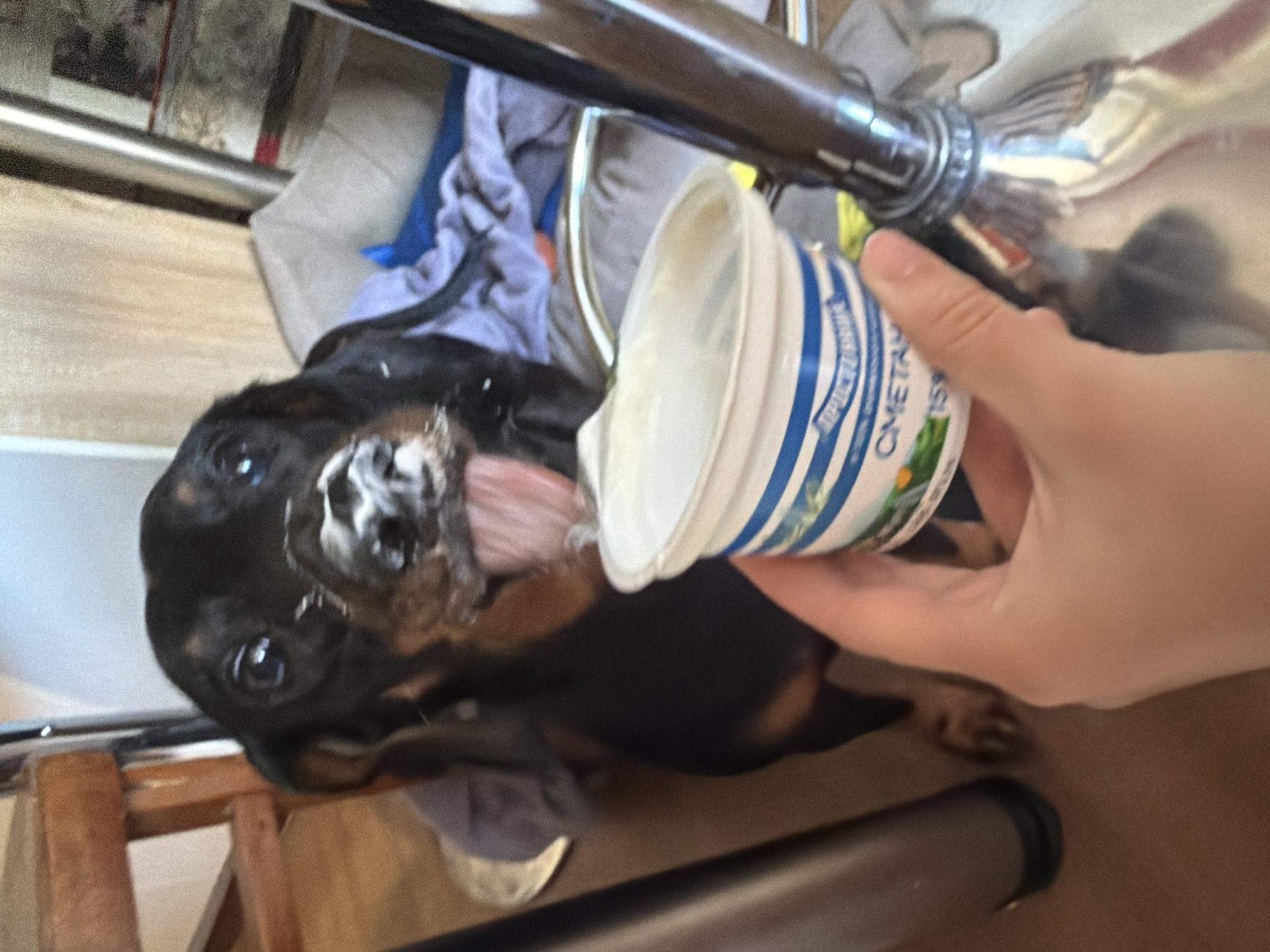 A black and tan Dachshund with white cream on its muzzle and tongue sticking out sits looking at a person's hand holding a container of "SMETANA" (sour cream) in Dnipro, Ukraine. The dog is looking up at the container. The background includes furniture, a blanket, and a metal chair leg.