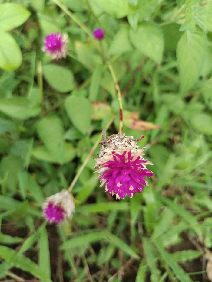 The image displays a close-up, shallow depth-of-field view of three globe amaranth-type flowers (Gomphrena globosa) amidst dense green foliage in Mayang, Indonesia. The primary subject, located in the lower-right foreground, is a roughly spherical flower, approximately 3-4 cm in diameter. Its lower two-thirds exhibit vibrant magenta florets interspersed with small yellow anthers, while the upper third consists of dry, papery, light tan to off-white bracts. This flower is supported by a thin stem displaying reddish-brown discoloration. To the lower-left, a smaller, out-of-focus flower presents a similar magenta and off-white coloration. In the upper-right background, a third, smaller, fully magenta spherical flower bud is visible, also out of focus. The background comprises abundant green foliage, including broad leaves and grass blades, with some darker patches of soil or dried vegetation. No individuals or man-made objects are present. The scene is illuminated by ambient daylight.