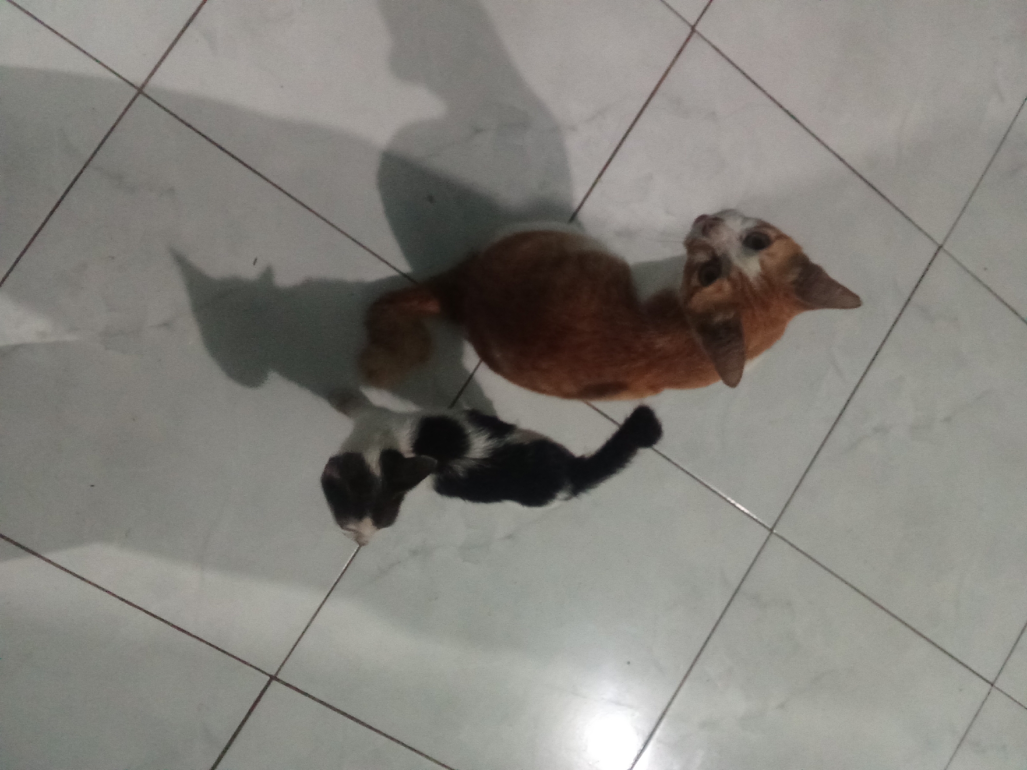 Two cats, one orange and white and the other black and white, are lying on a tiled floor. The orange and white cat is larger and appears to be an adult, while the black and white cat is smaller and likely a kitten. The cats are positioned close to each other, suggesting they may be together. The floor is made of large, square tiles with dark grout lines. Shadows are cast on the floor, indicating an overhead light source. The image appears to have been taken indoors in Cempaka, Indonesia.